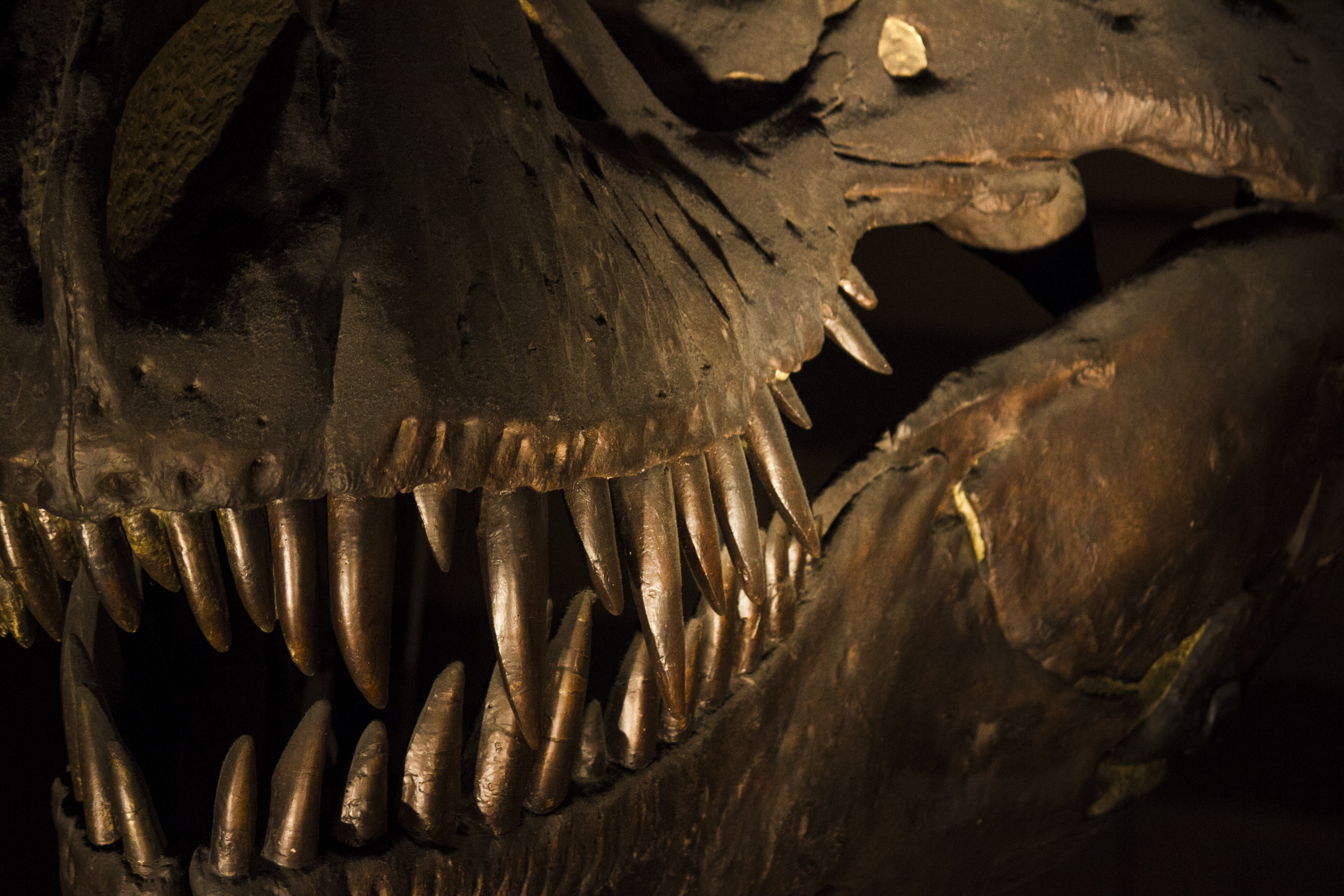 aggression, natural history museum, no people, outdoors, warning sign, animals in the wild, museum, bone, sharp, vertebrate, fear, close-up, 5K, animal, HD Wallpaper