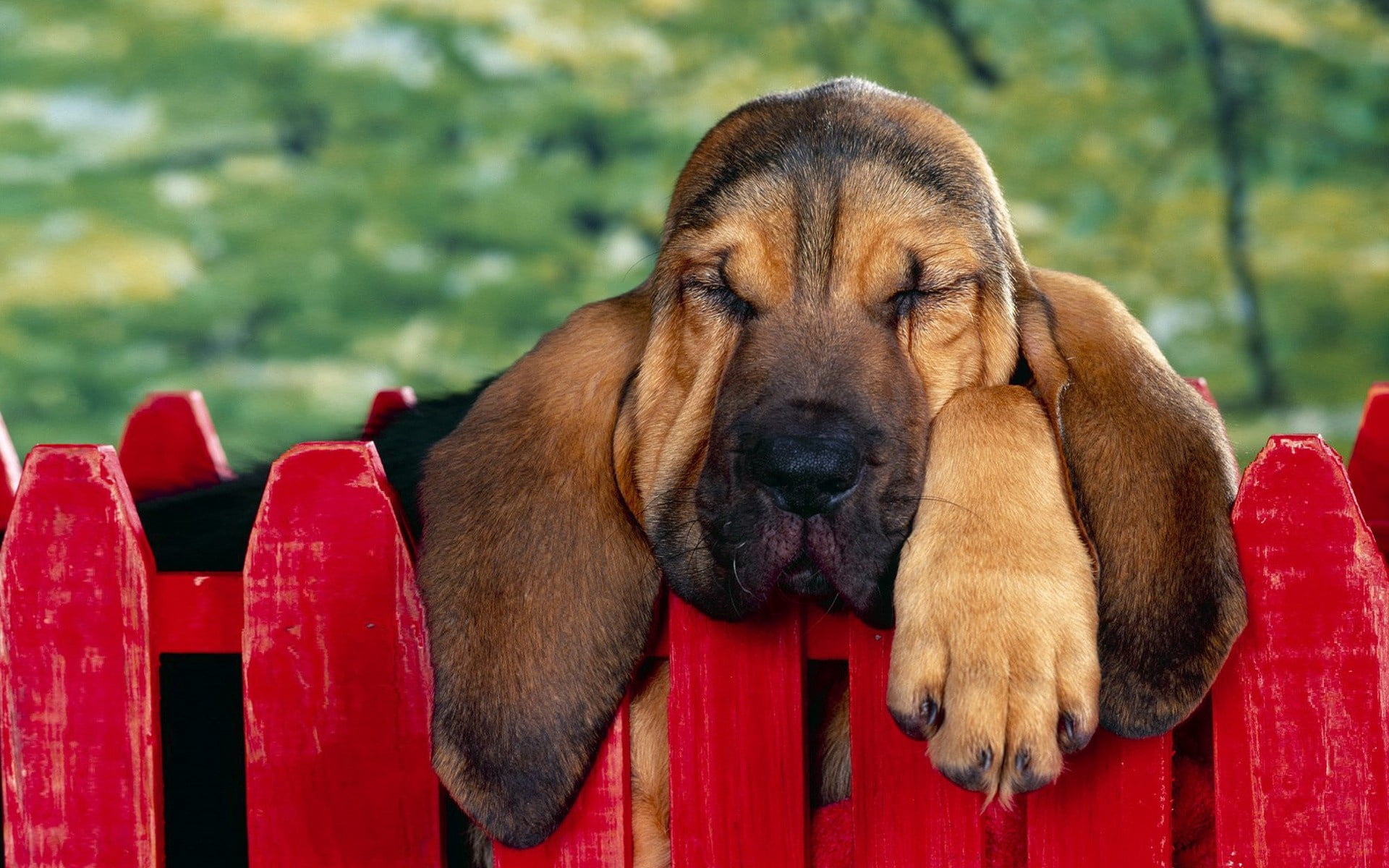 animal, nature, fence, adult, one animal, purebred Dog, sitting, fun, summer, 1080P, animal body part, pets, vertebrate, sleep, brown, no people, red, HD Wallpaper