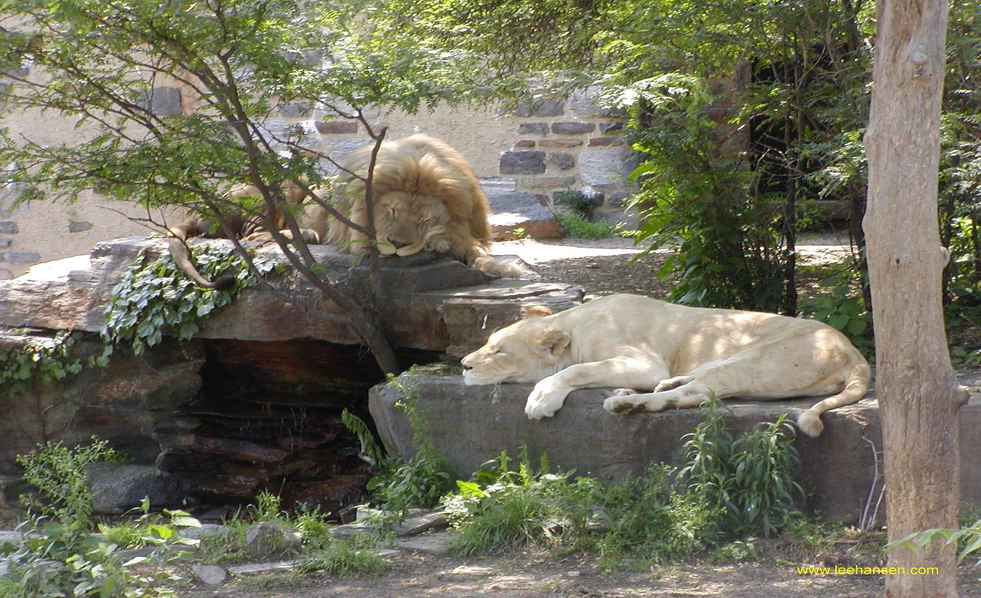 big, lions, 1080P, nature, sleep, animals, HD Wallpaper