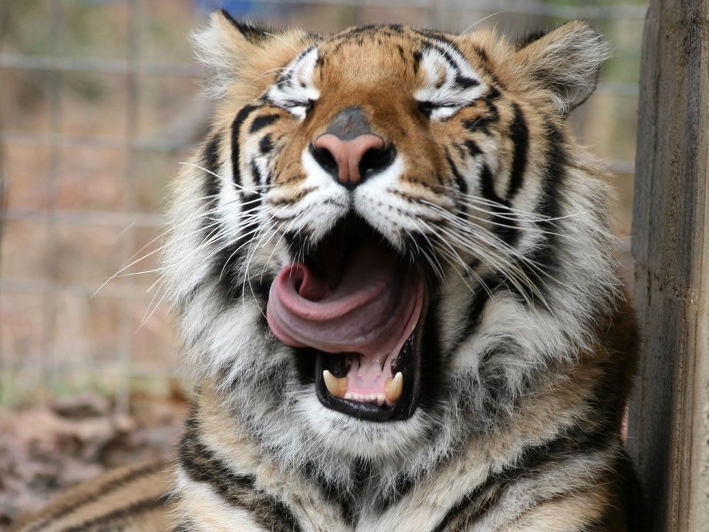 big, cat, animals, sleep, 480P, big cat, hd, tiger, HD Wallpaper