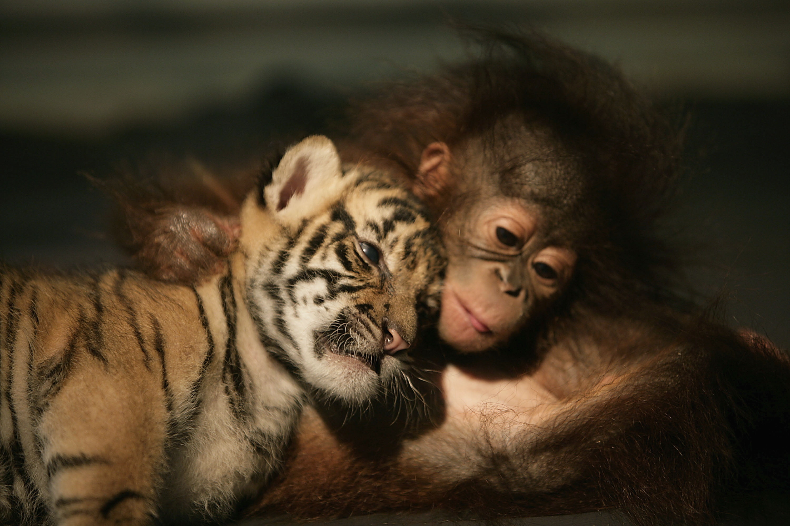 young Animal, undomesticated Cat, cat, focus on foreground, ape, animal, feline, cub, looking, fur, animals In The Wild, baby, togetherness, sleeping, monkey, HD Wallpaper