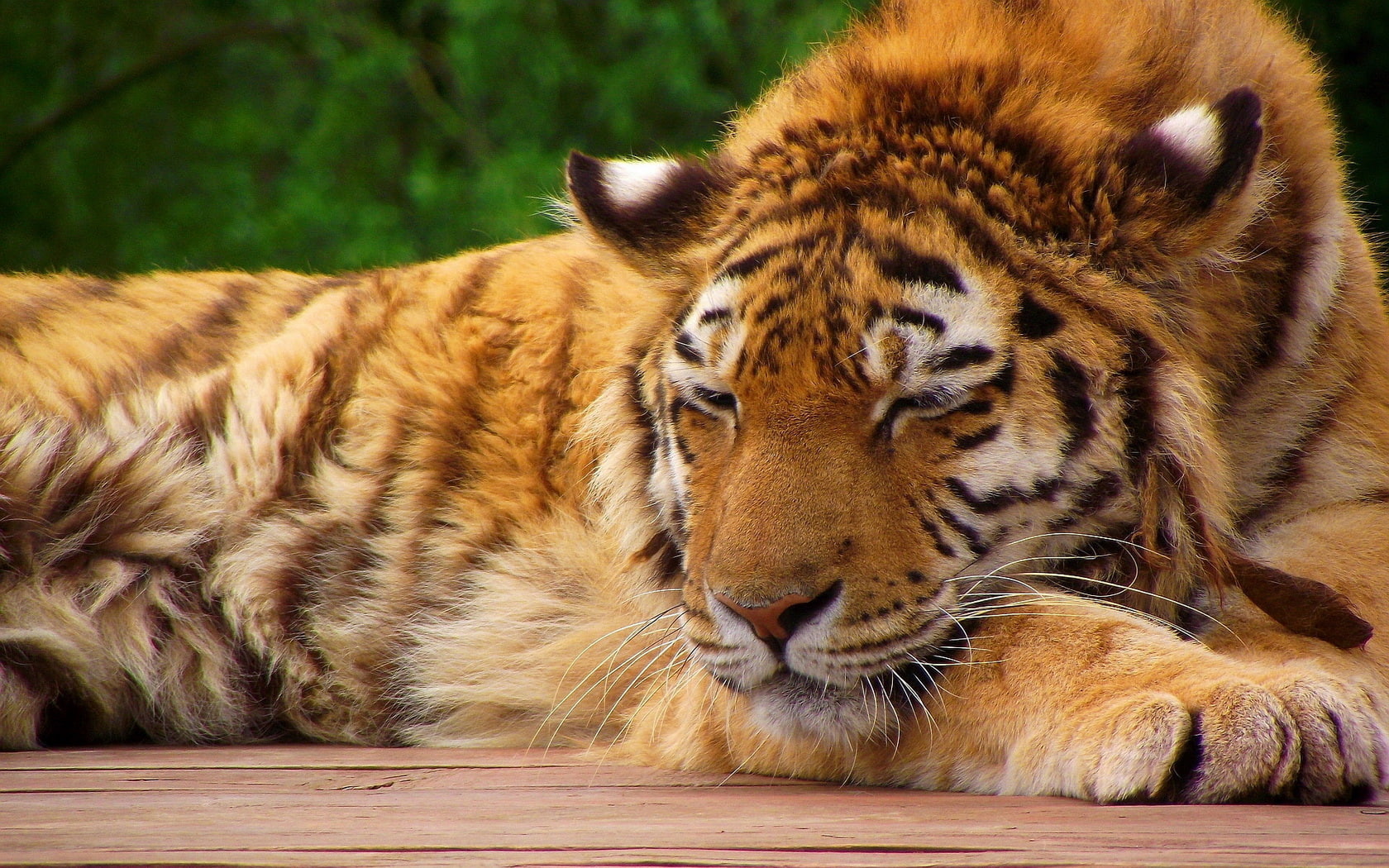 tiger, 720P, big, sleeping, cat, HD Wallpaper