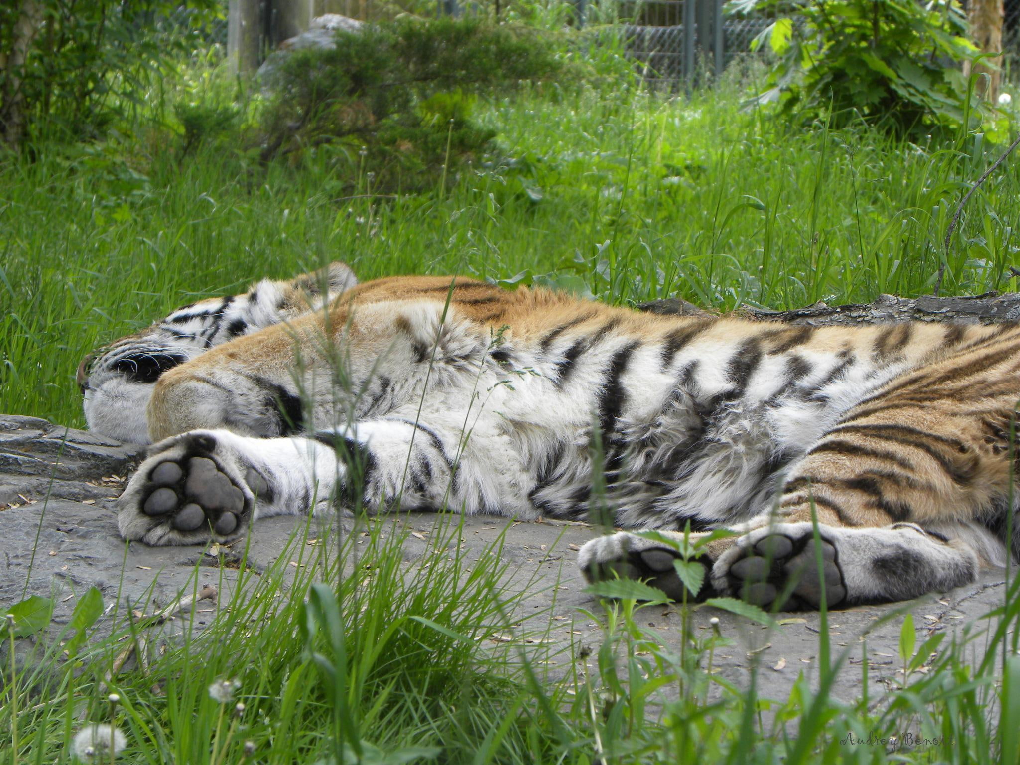 brown, tired, bengal, white, big, 1080P, sleeping, kitty, animals, tiger, feline, HD Wallpaper
