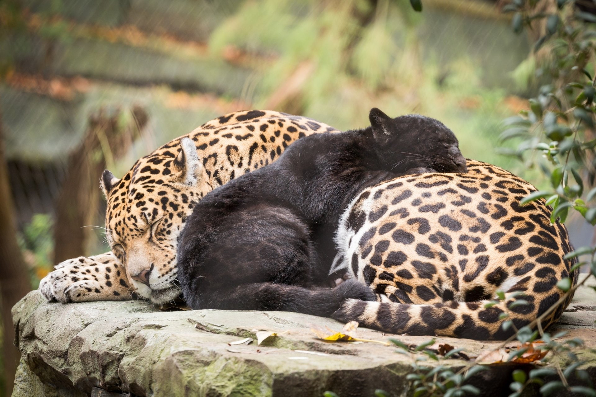 Wildlife, Cats, 1080P, Baby Animal, Sleeping, Jaguar, Big Cat, predator (Animal), Cub, HD Wallpaper