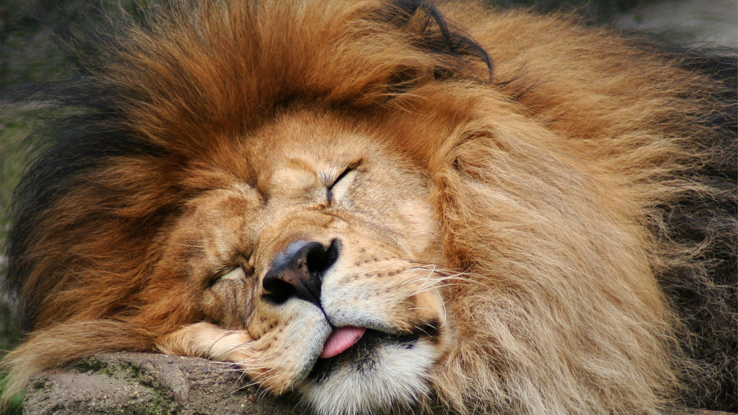 relaxation, animals in the wild, animal, whisker, sleeping, 2K, mammal, animal body part, cat, resting, vertebrate, eyes closed, big cat, sleepin lion, HD Wallpaper