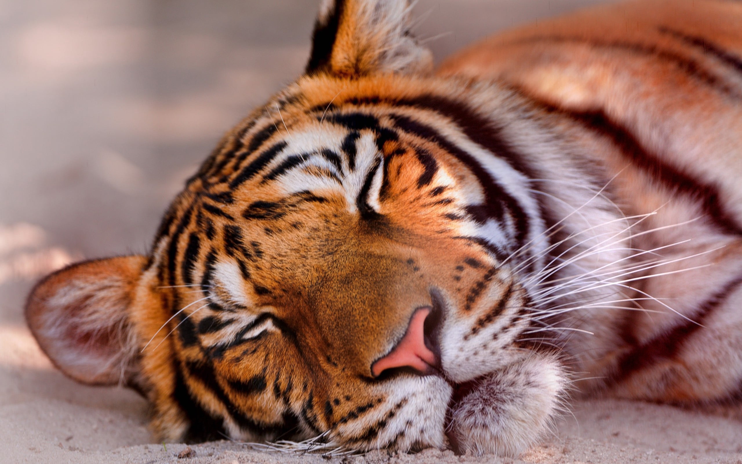 black, nature, zoo, cat, animal Eye, focus on foreground, safari Animals, tiger, staring, whisker, no people, animals In The Wild, white, striped, animal themes, HD Wallpaper