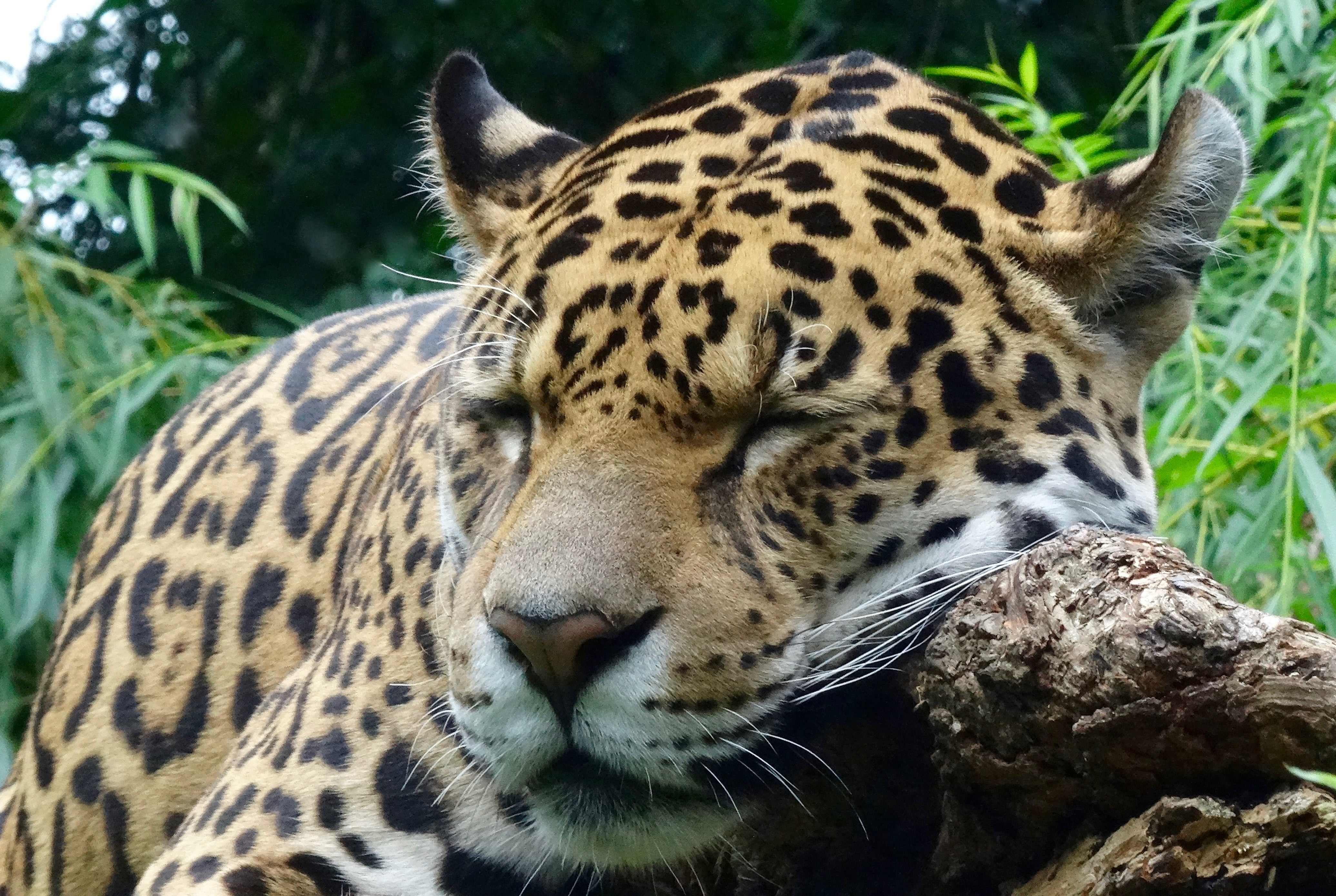 carnivore, exoticism, undomesticated Cat, africa, nature, fur, predator, color Image, safari Animals, leopard, animals In The Wild, wildlife, animal markings, HD Wallpaper