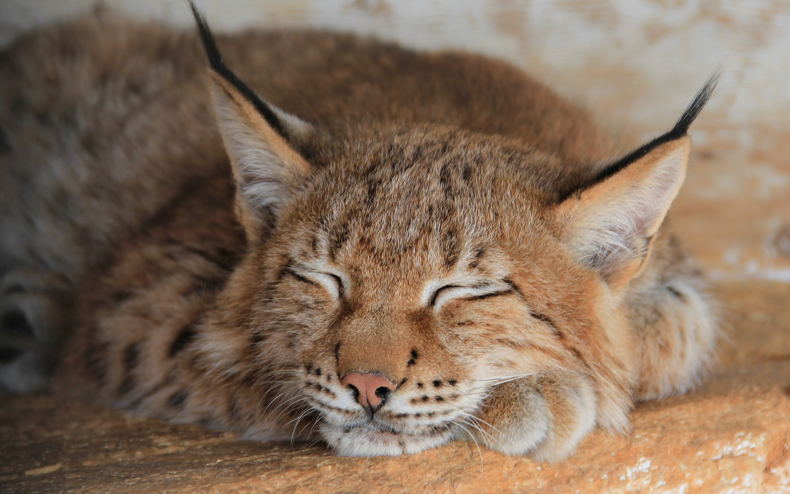 lying Down, domestic Cat, domestic animals, big Cat, mouth open, feline, pets, animal wildlife, endangered Species, 2K, animal body part, vertebrate, beauty In Nature, HD Wallpaper