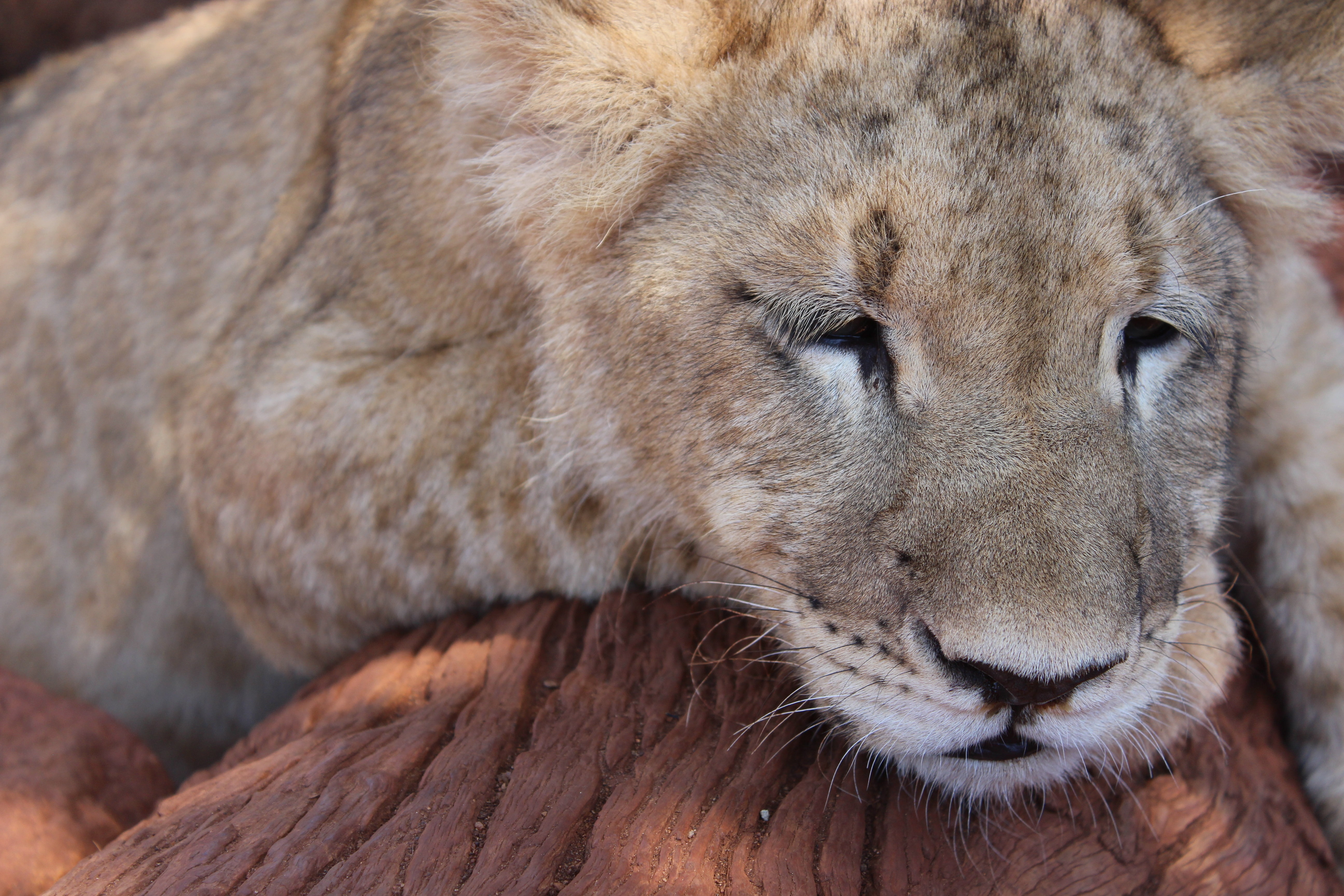 feline, carnivora, day, fur, undomesticated Cat, large, close-up, vertebrate, africa, carnivore, endangered Species, safari Animals, whisker, animals And Pets, HD Wallpaper