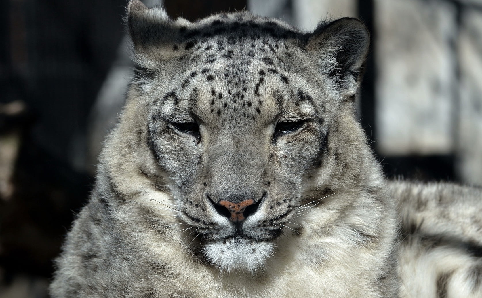 leopard, animal wildlife, white tiger, gray, undomesticated cat, feline, focus on foreground, day, carnivora, animal eye, one animal, close-up, looking at camera, HD Wallpaper