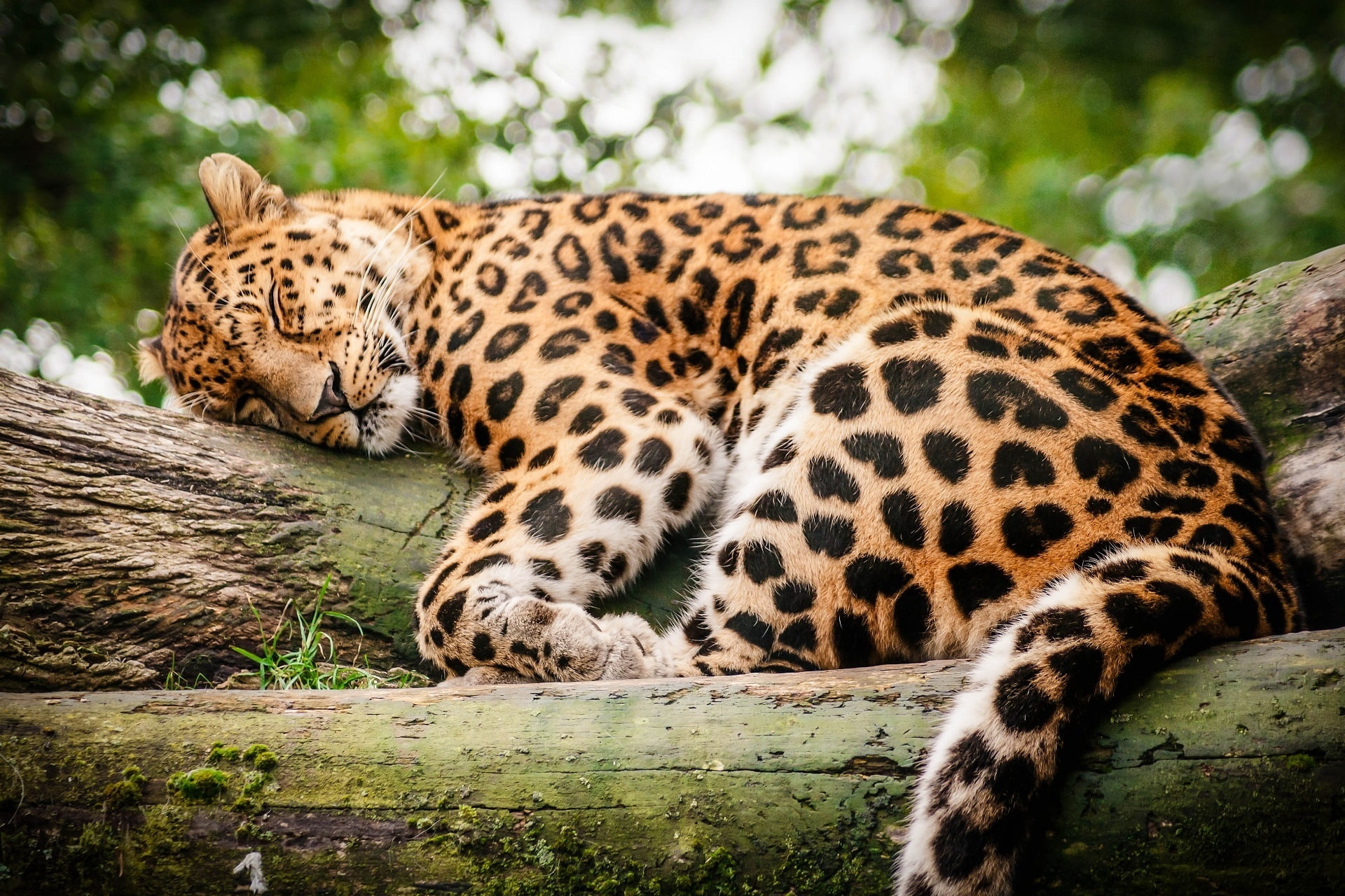 sleeping, vertebrate, resting, Rest, big cat, day, no people, spotted, whisker, one animal, Log, relaxation, sleep, animal wildlife, animal, wild, mammal, HD Wallpaper