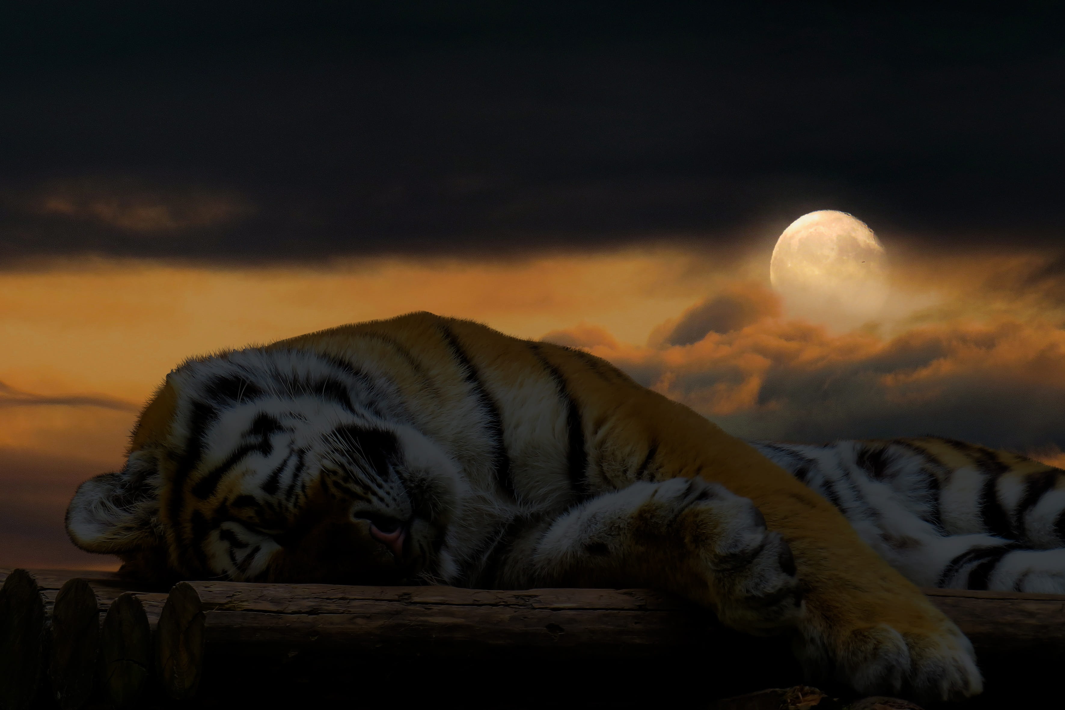 relax, sleep, feline, tiger, no people, whisker, animals in the wild, sky, wood - material, full moon, sleeping, lazy, one animal, rest, nature, cloud - sky, HD Wallpaper