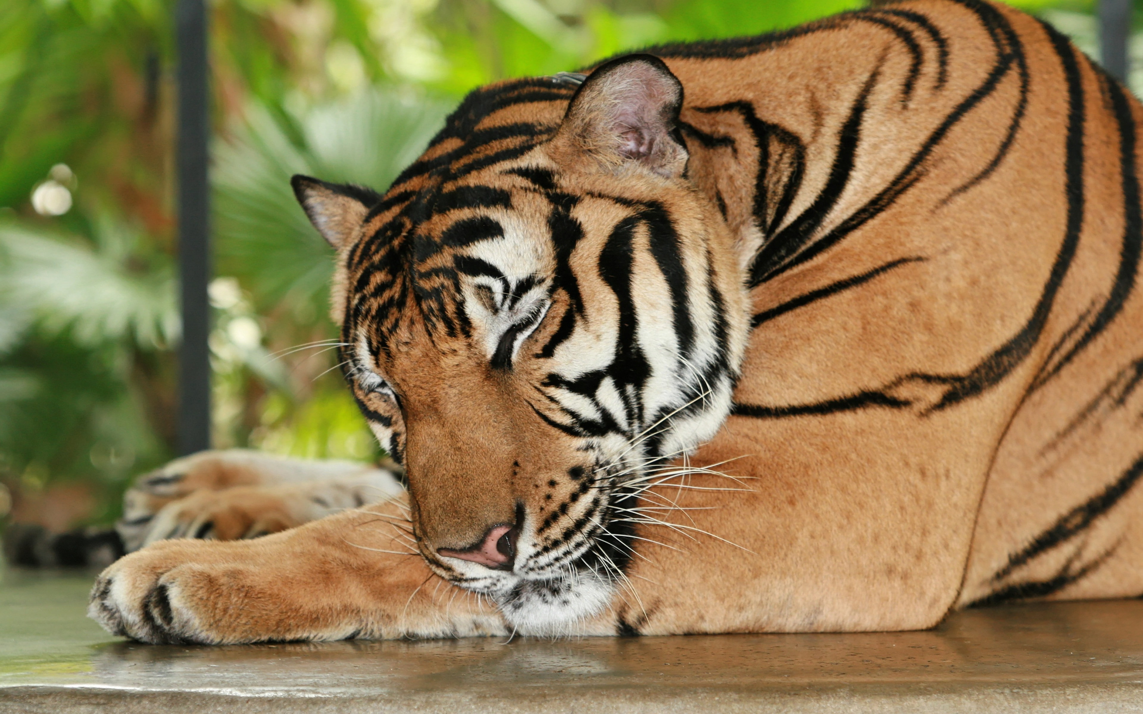 sleeping backgrounds, predator, big cat, tiger, 4K, muzzle, HD Wallpaper