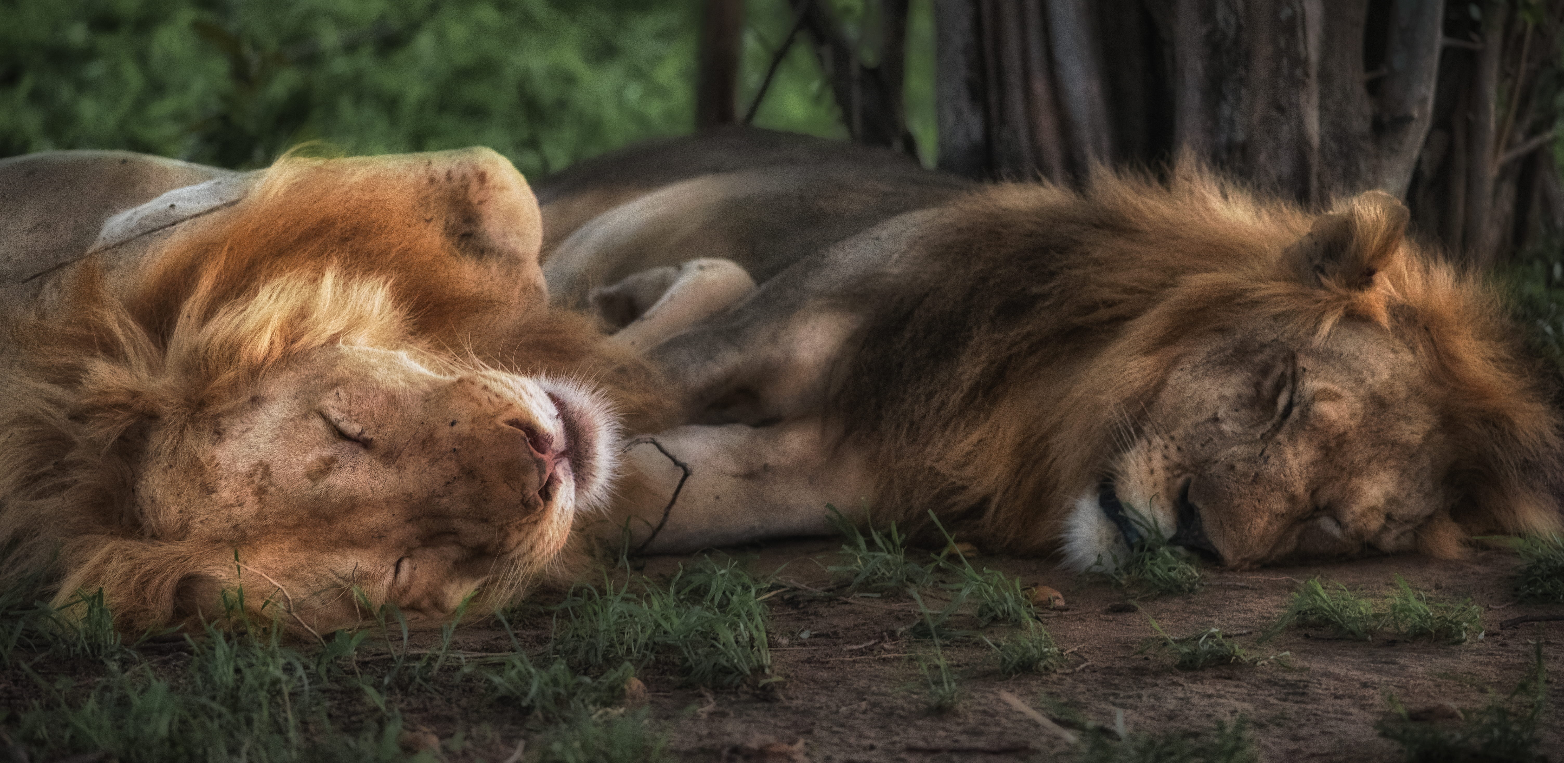 two, lioness, green, feline, whisker, animal, animal family, lying down, lion, carnivore, carnivora, dozing, lounging, grass, zambia, resting, no people, HD Wallpaper