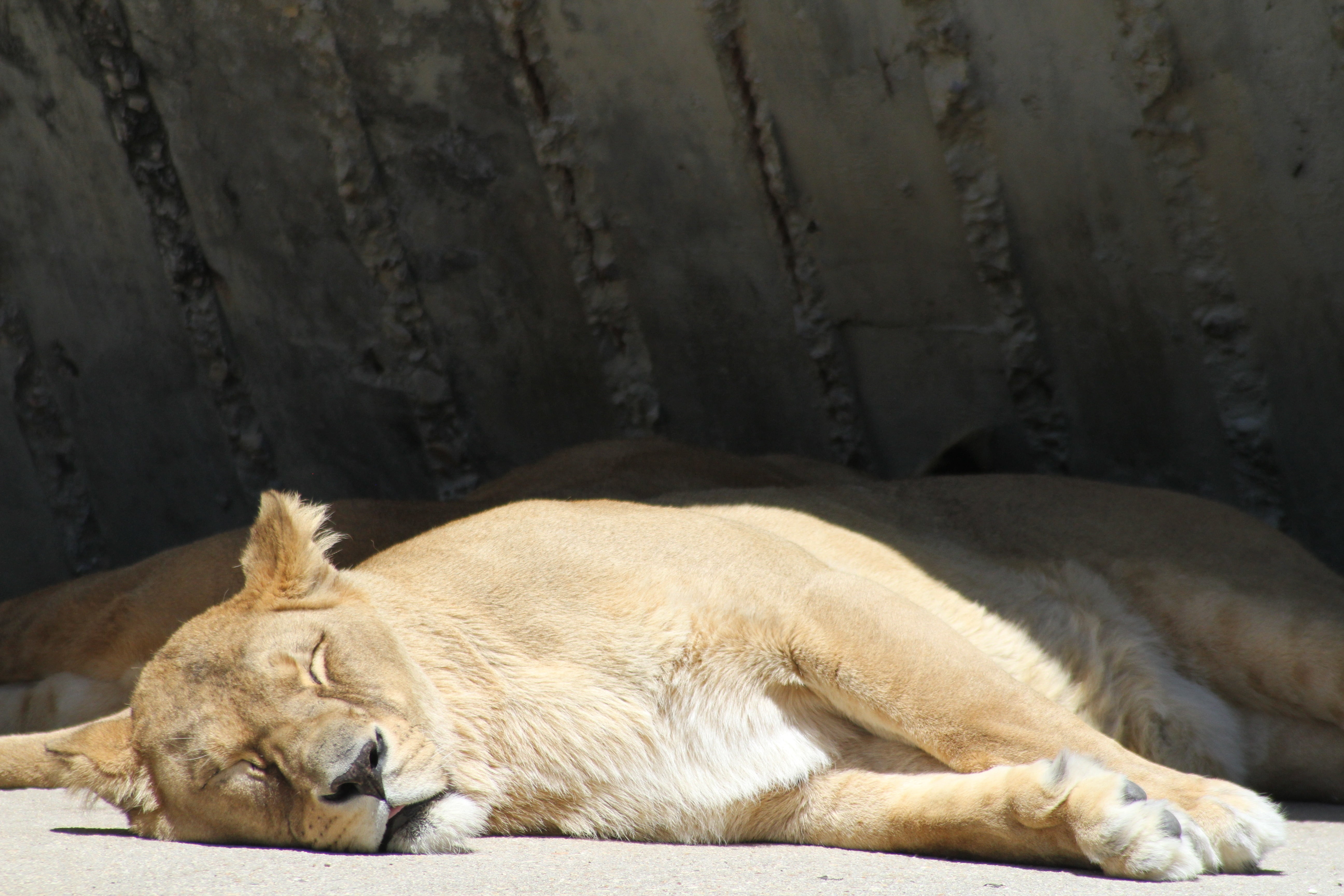 lioness, large, eyes closed, relaxation, predator, napping, africa, animal, lion - Feline, nature, animals And Pets, animal themes, cat, outdoors, 5K, HD Wallpaper