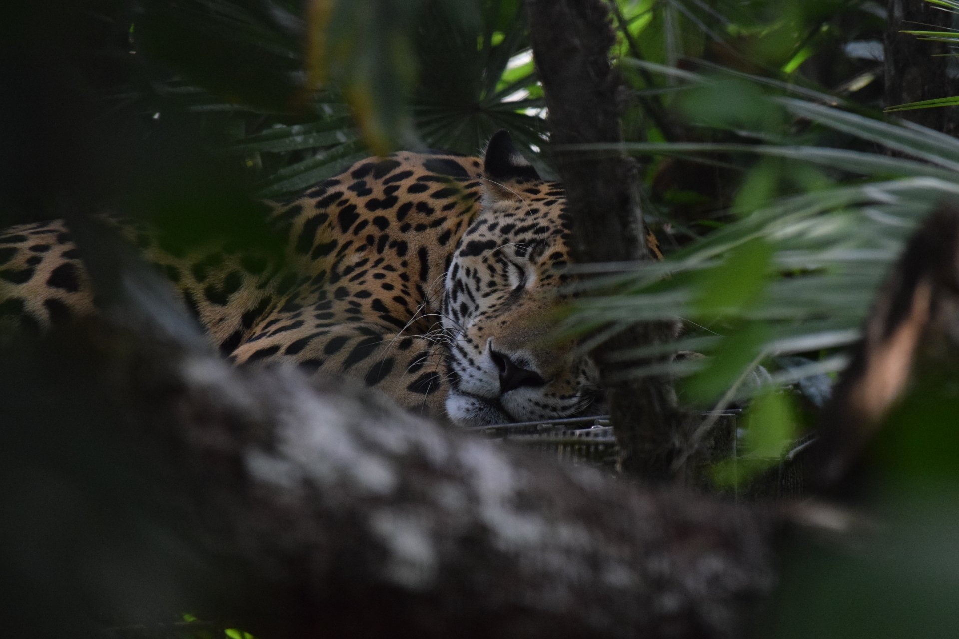 Cats, Wildlife, Jaguar, 1080P, Sleeping, predator (Animal), Big Cat, HD Wallpaper