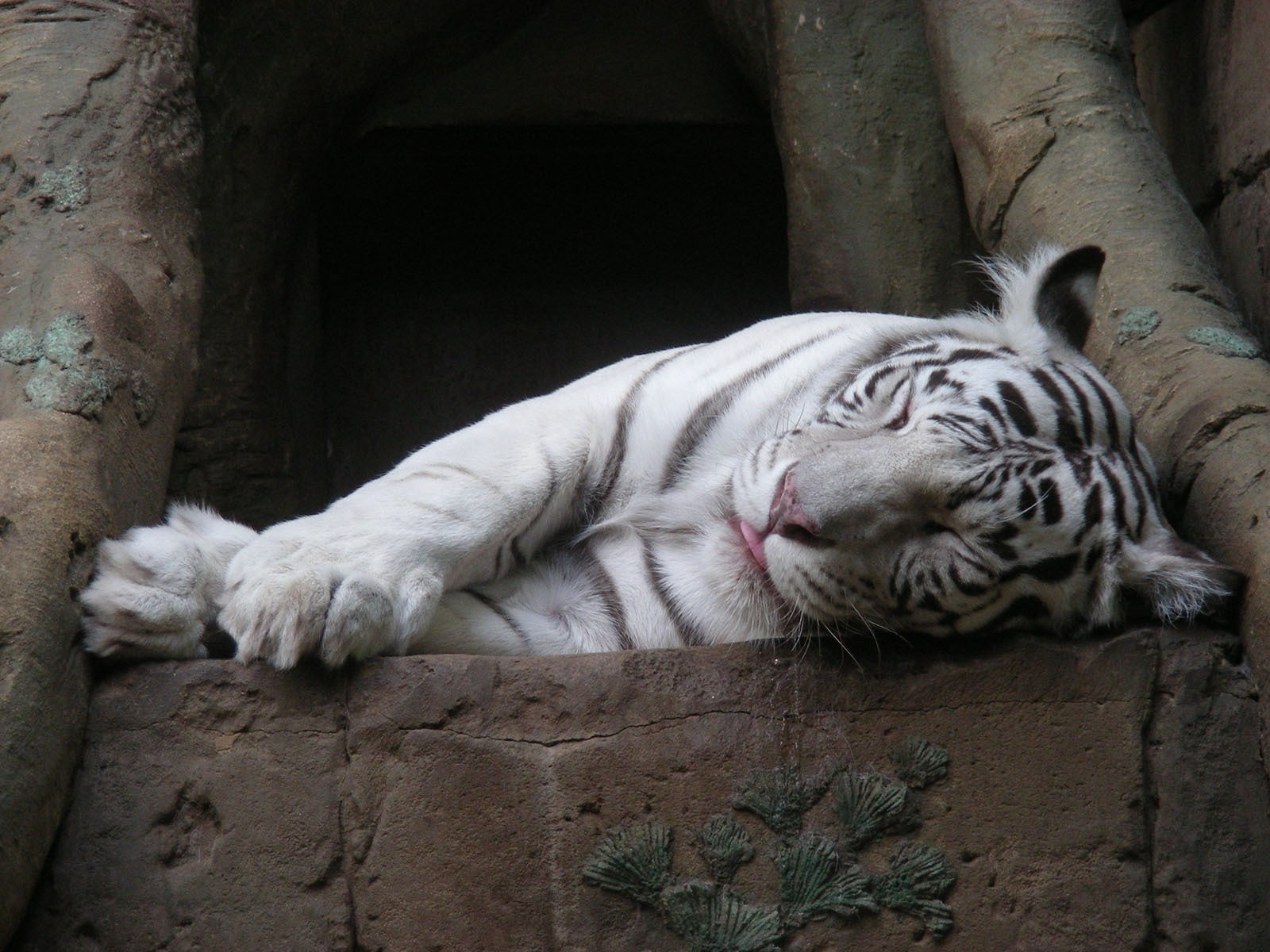 lying down, one animal, black, animal themes, white tiger, feline, white, mammal, zoo, cat, tiger, no people, vertebrate, relaxation, stripes, resting, HD Wallpaper