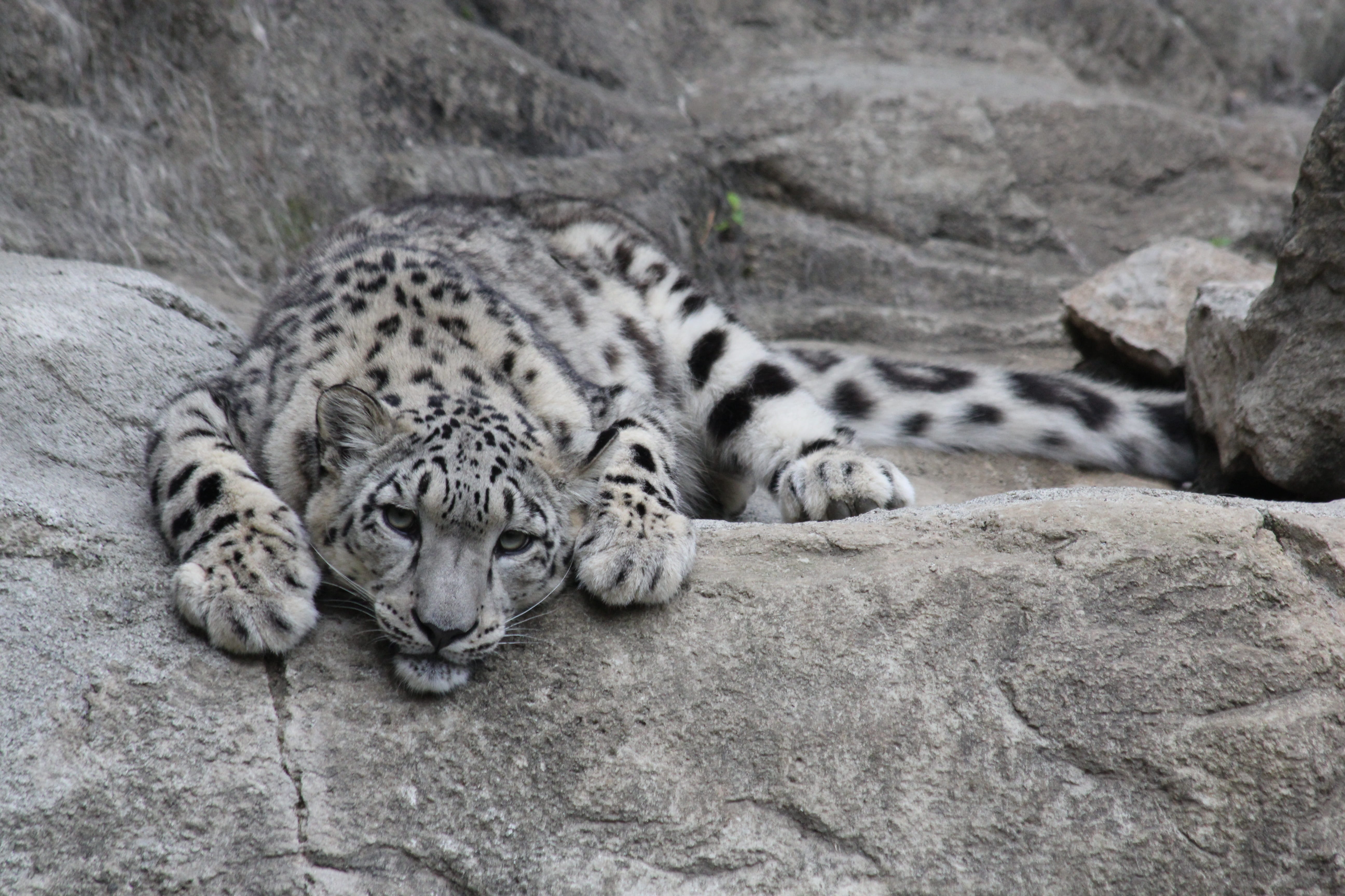 animals in the wild, predator, rock - object, vertebrate, zoo, no people, mammal, snow leopard, one animal, cat, animal themes, whisker, snow leopards, HD Wallpaper