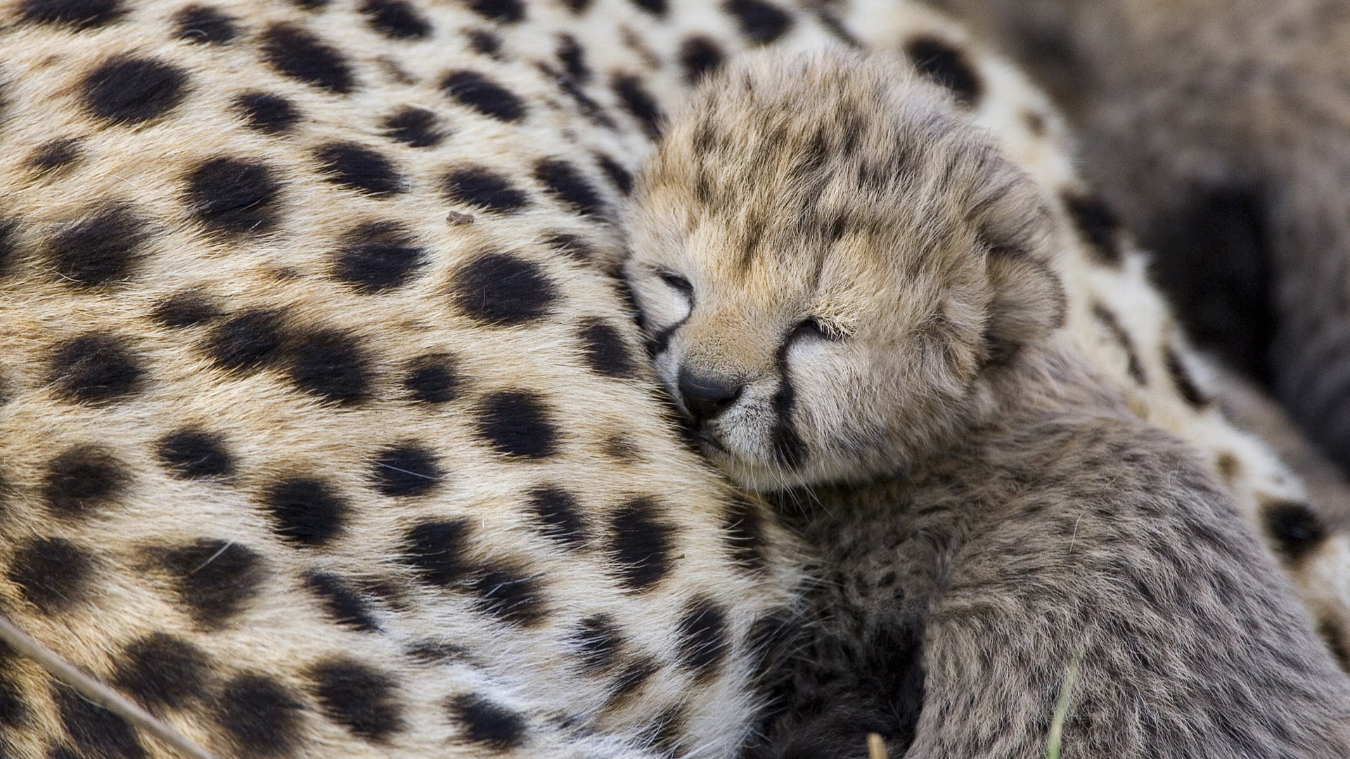 cub, mammal, no people, vertebrate, cat, animal head, predator, whisker, animal, one animal, animals in the wild, day, close-up, animal wildlife, pets, HD Wallpaper