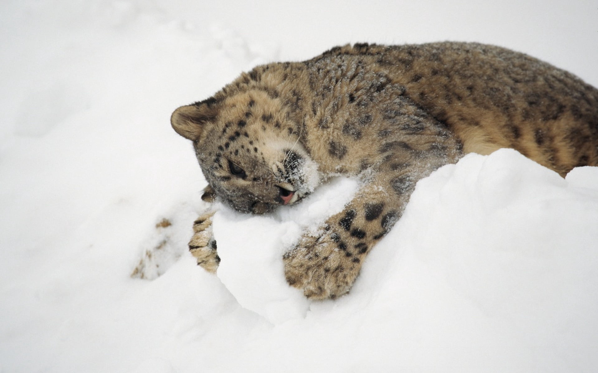 lying, cute, animal wildlife, carnivore, pets, cat, outdoors, cub, striped, gray, lying Down, winter, looking, animal, cold temperature, relaxation, undomesticated Cat, HD Wallpaper