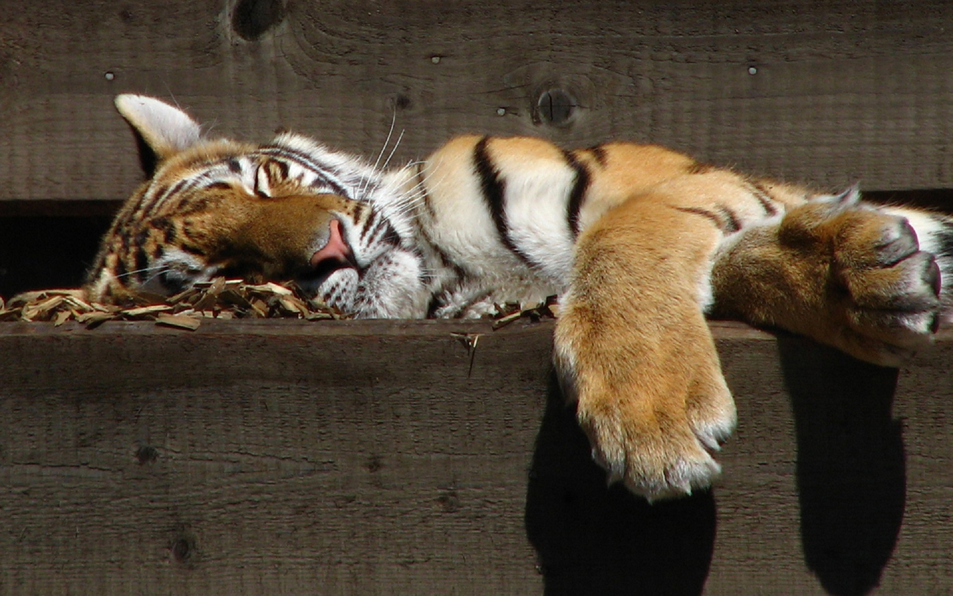 big cat, portrait, vertebrate, domestic cat, wood - material, cat, feline, wooden, sleeping, zoo, hunter, animal, resting, wildlife, eyes closed, tiger, HD Wallpaper