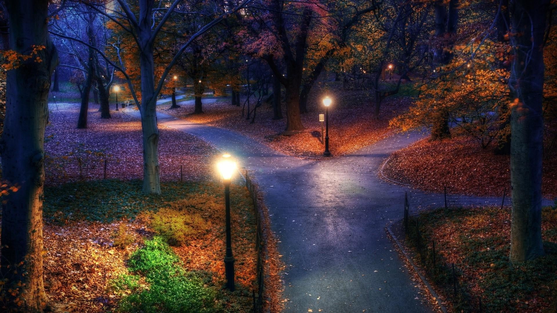 direction, outdoors, the way forward, change, park - man made space, nature, lights, night, lighting equipment, 1080P, branching, street light, road, growth, HD Wallpaper