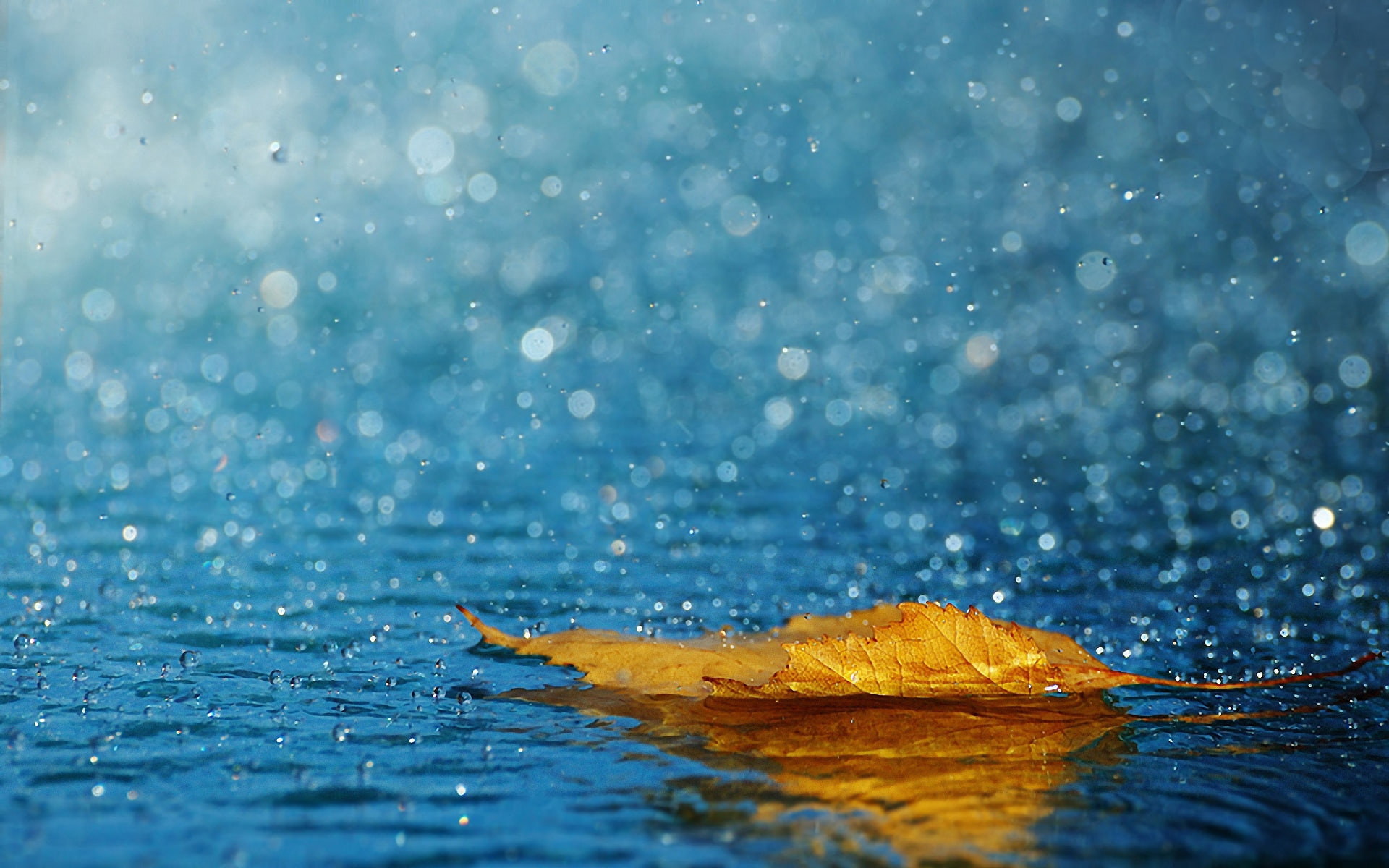 leaf, drops, autumn, rain, water, 1080P, HD Wallpaper