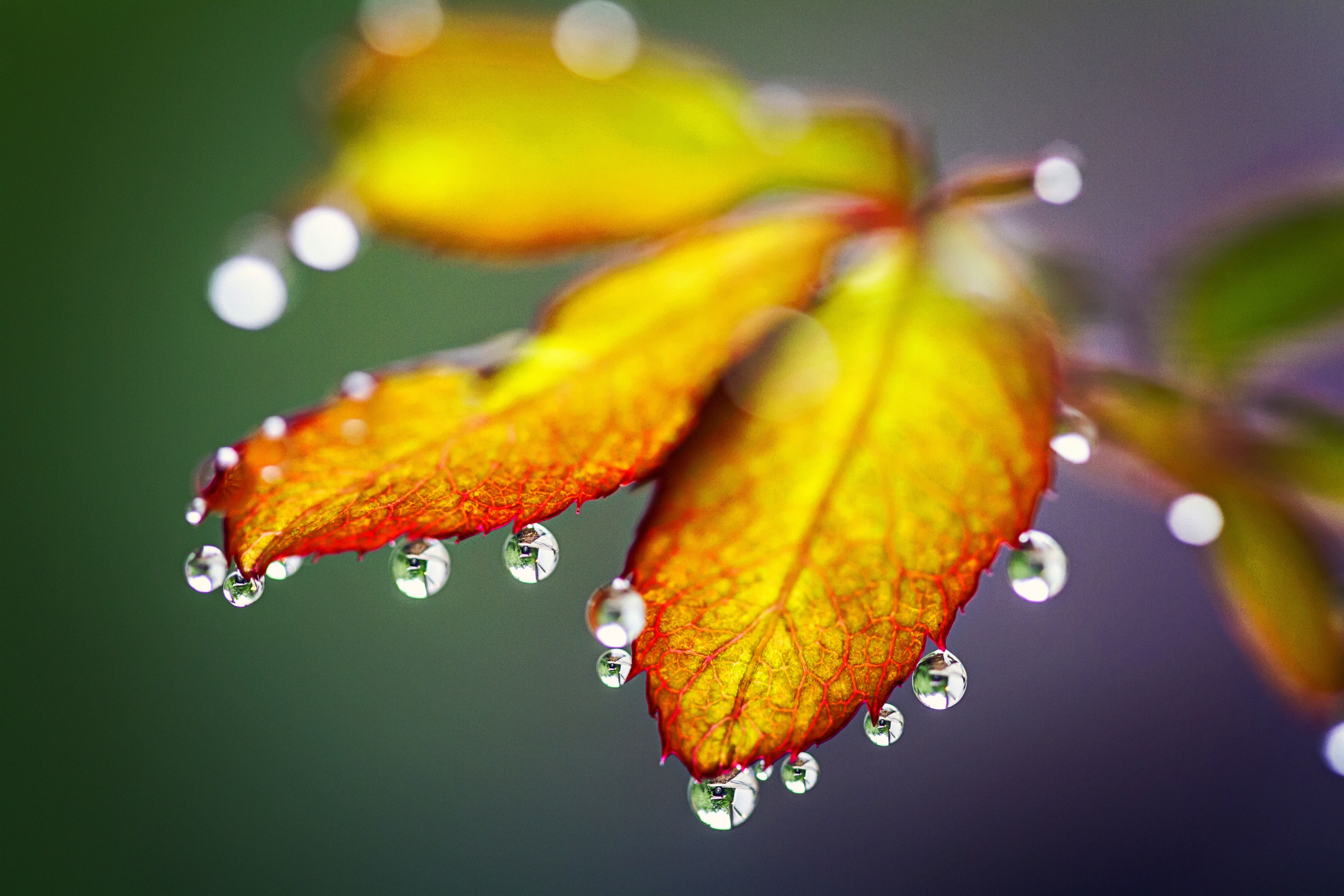 5K, Autumn leaves, 4K, Rain drops, HD Wallpaper