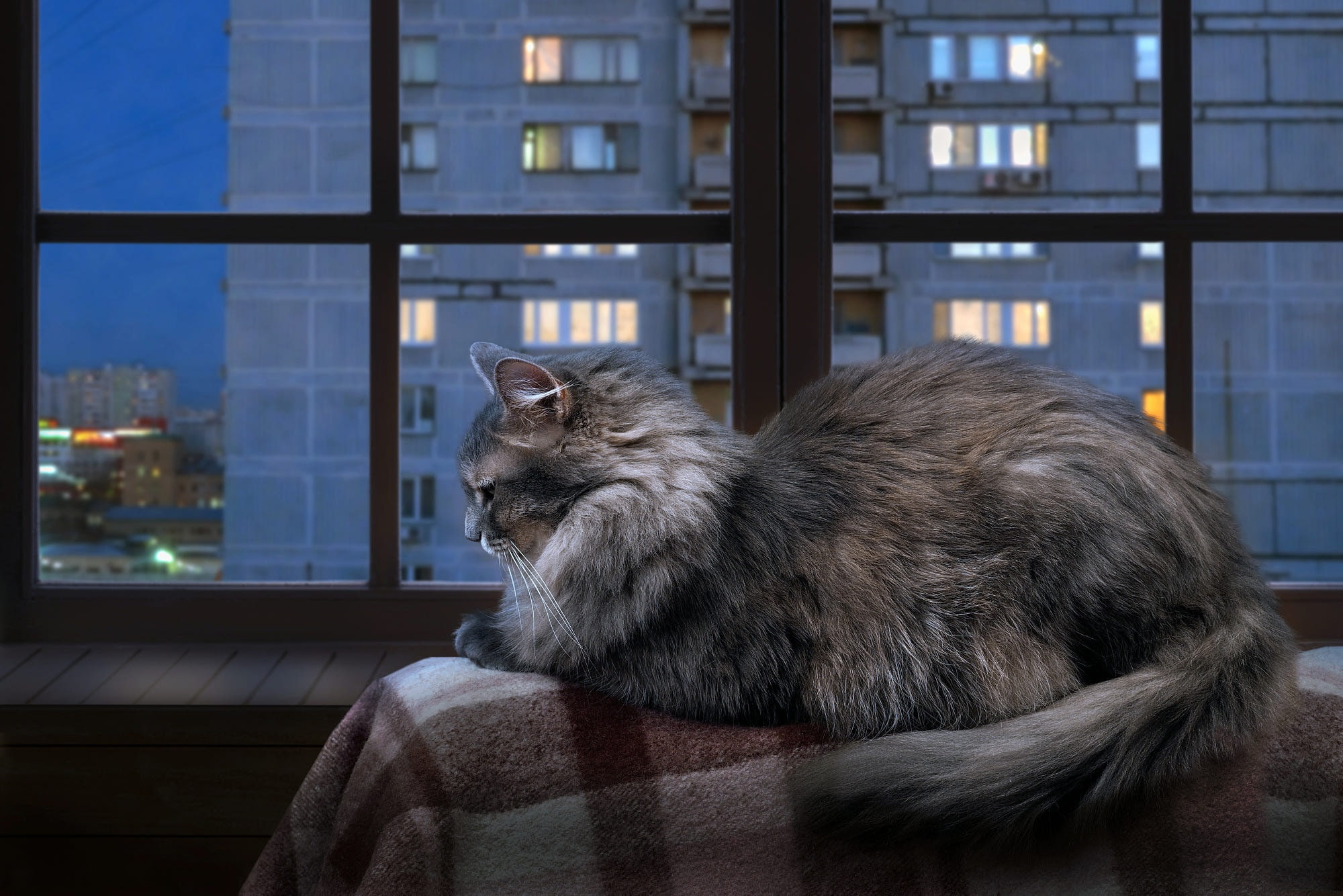 1080P, plaid, lies, house, the city, heat, autumn, lights, look, profile, glass, comfort, stay, cat, frame, striped, Windows, window, grey, city, twilight, HD Wallpaper