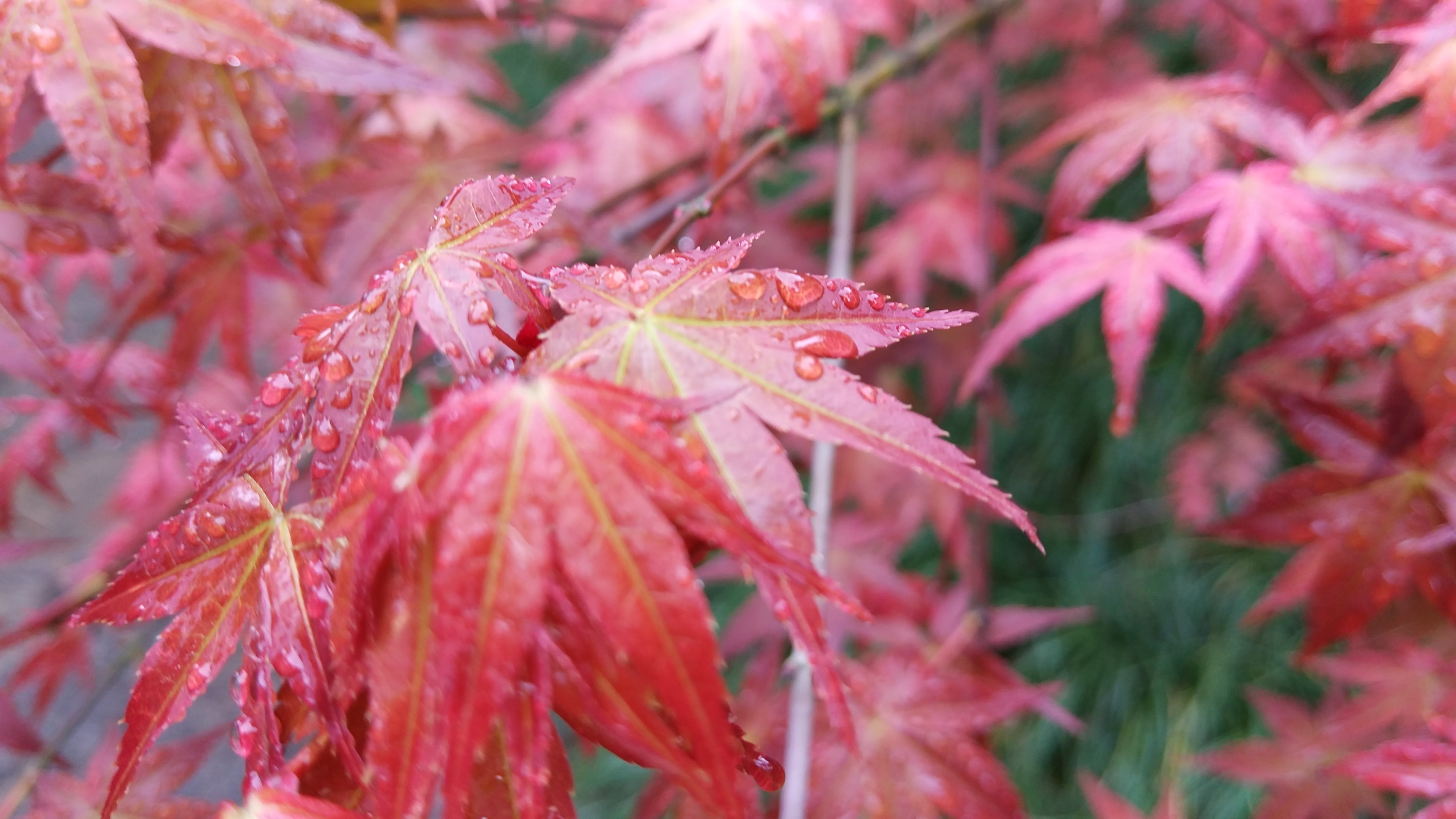 beauty in nature, raindrop, growth, close-up, dew, selective focus, drop, red, rainy season, change, freshness, plant part, forest, nature, photography, HD Wallpaper