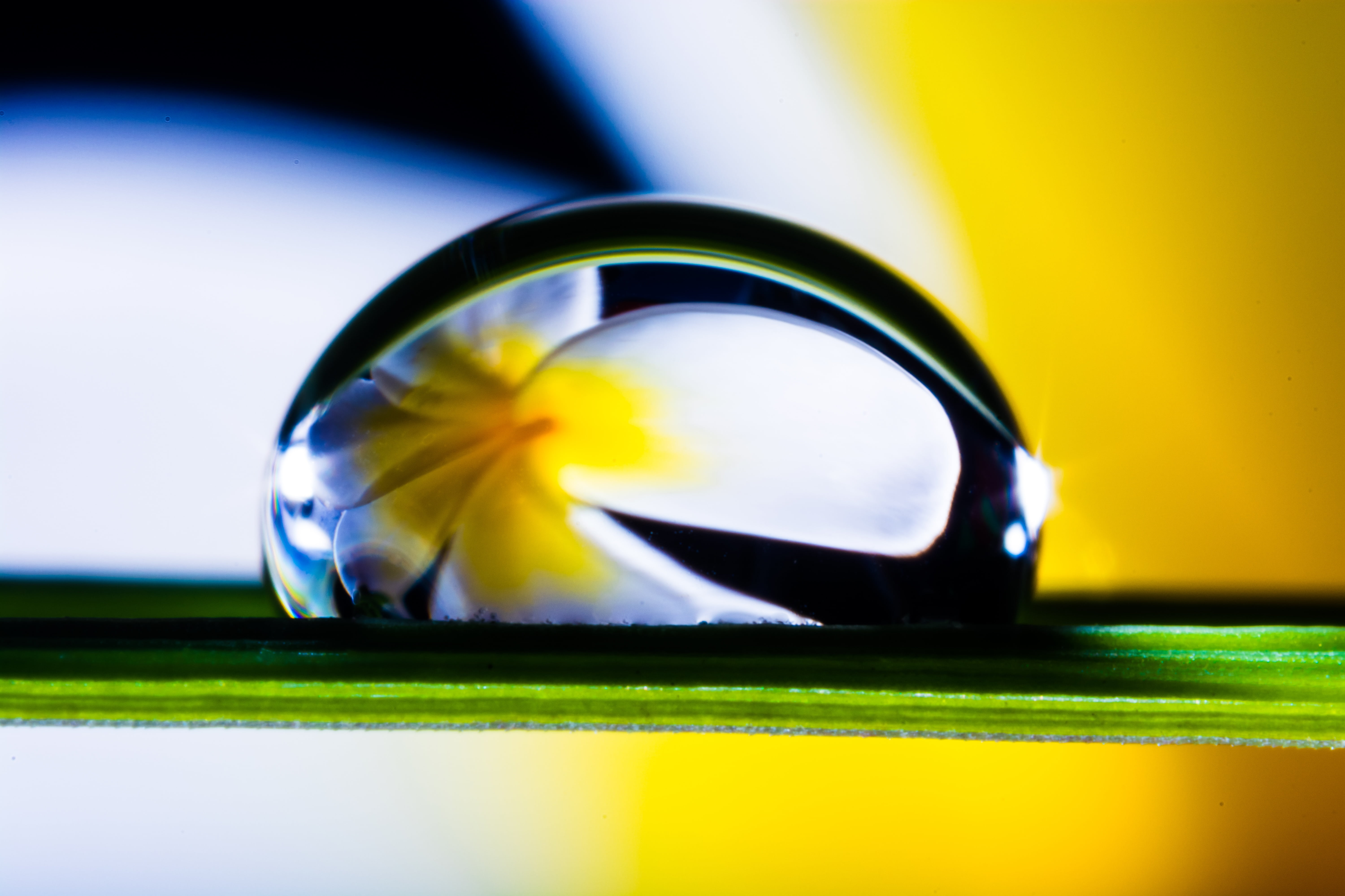 food and drink, close-up, shiny, luxury, 5K, yellow, selective focus, multi colored, wealth, fruit, drip, blade of grass, no people, colored background, HD Wallpaper