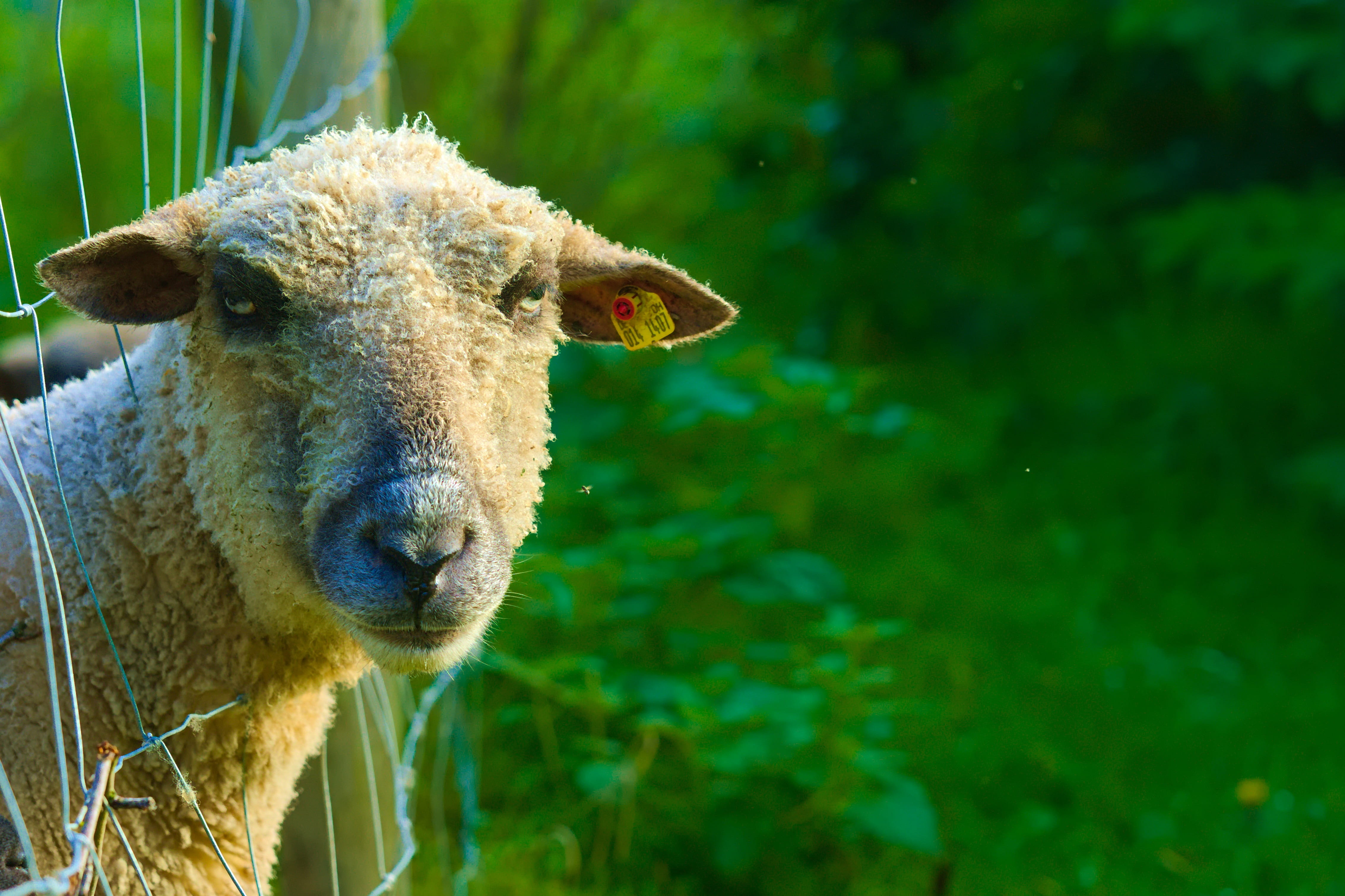 day, angry, sheep, funny, frustrated, animal wildlife, vertebrate, portrait, close-up, domestic, herbivorous, unhappy, one animal, wool, animal themes, HD Wallpaper
