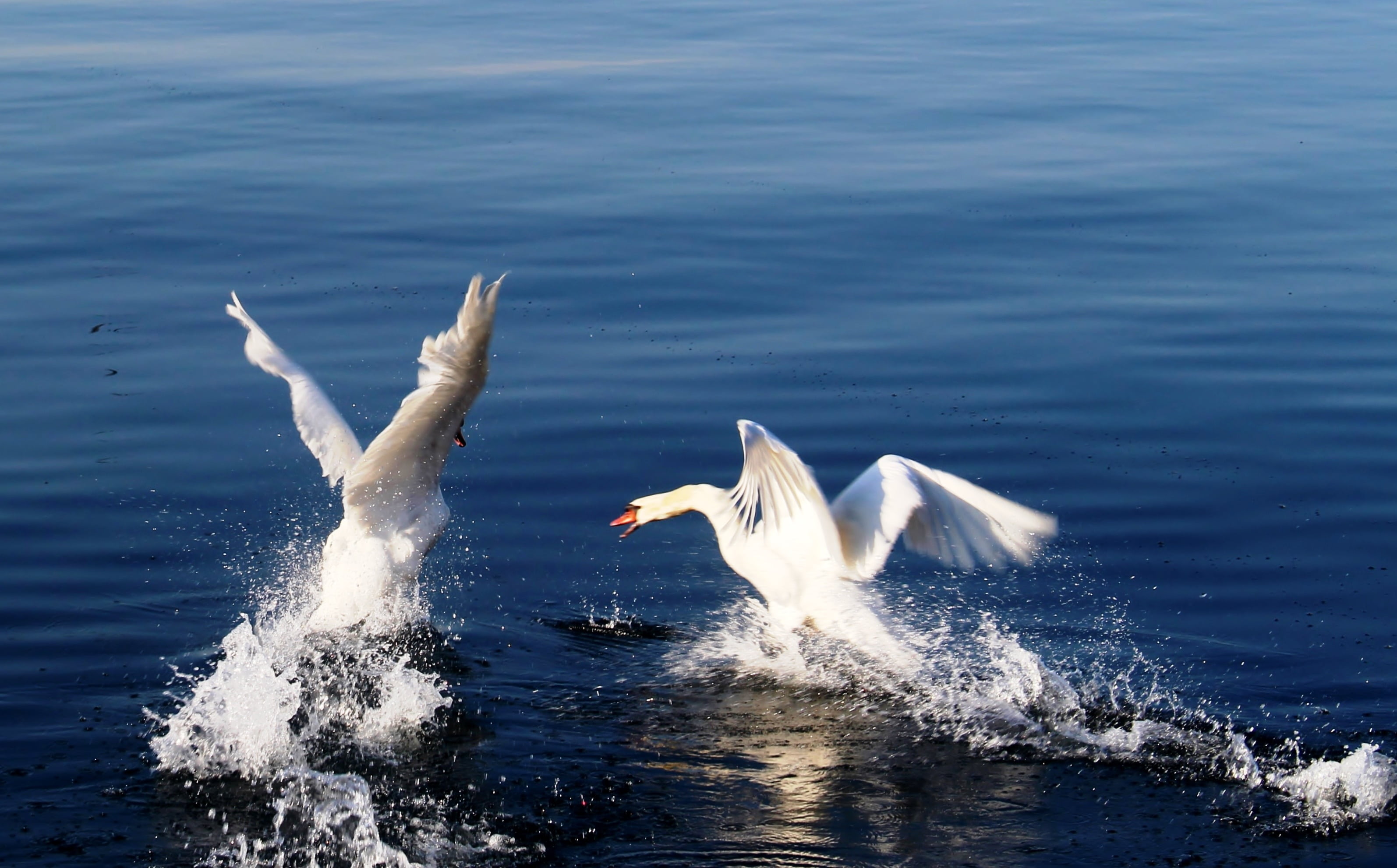 sea, water, wildlife, photography, waterfront, departure, day, lake constance, flying, white, nature, rorschach, two animals, swimming, two, mute, 2K, HD Wallpaper
