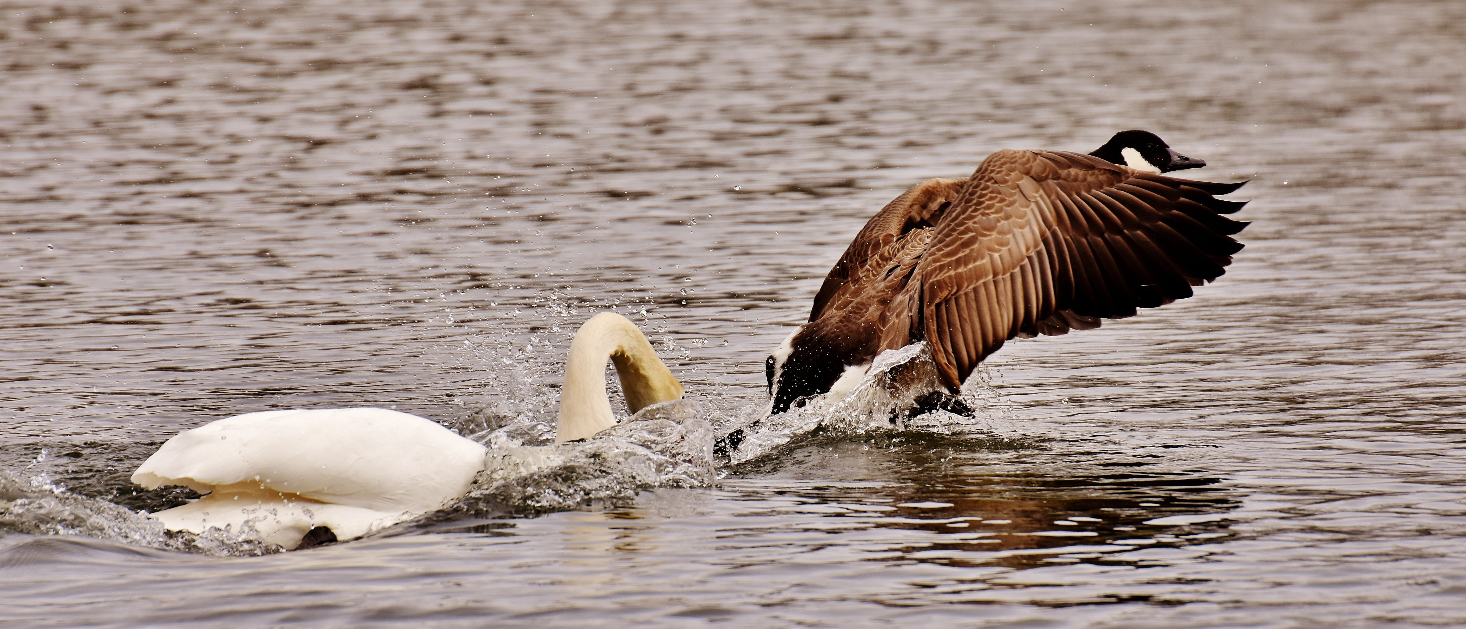 brown, feather, animal wing, waterfront, hunt, reflection, nature, vertebrate, animal, follow, spread wings, bite, animal themes, swimming, daytime, plumage, HD Wallpaper