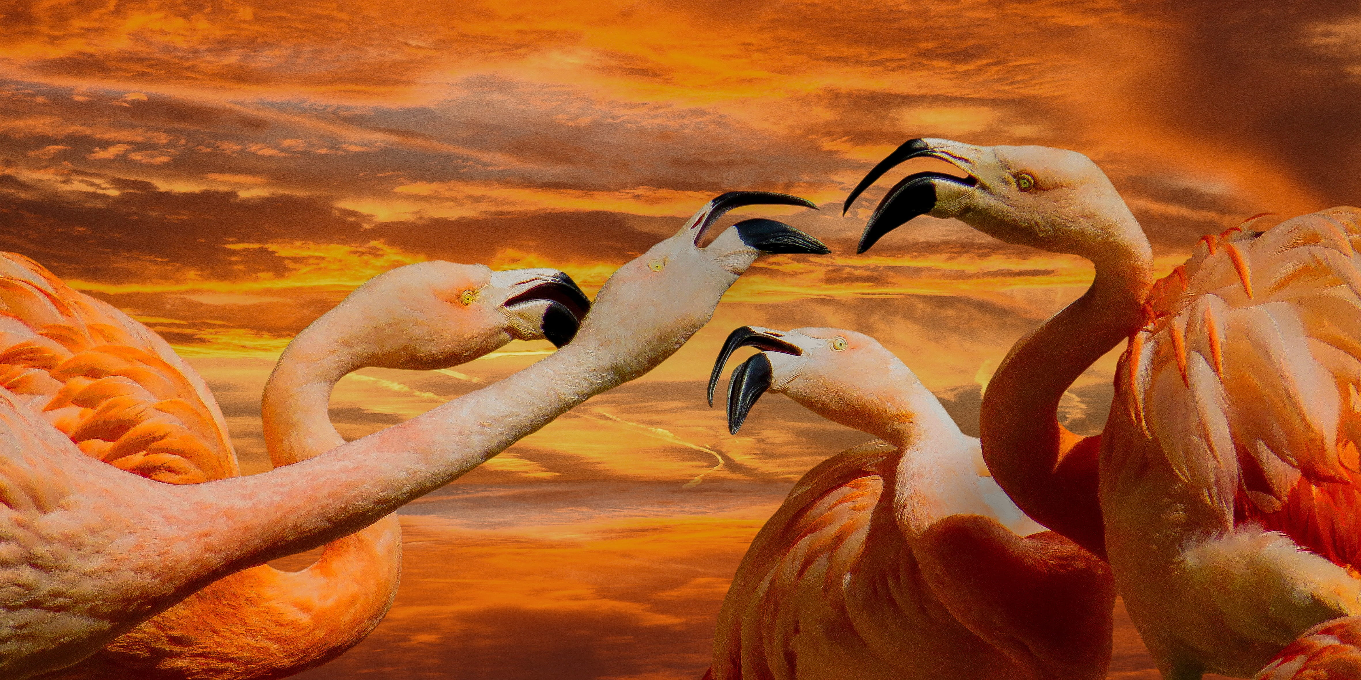 sunrise, no people, vertebrate, sunset, freshwater bird, animals in the wild, animal family, welcome, sky, entertainment, water, order of precedence, animal themes, HD Wallpaper