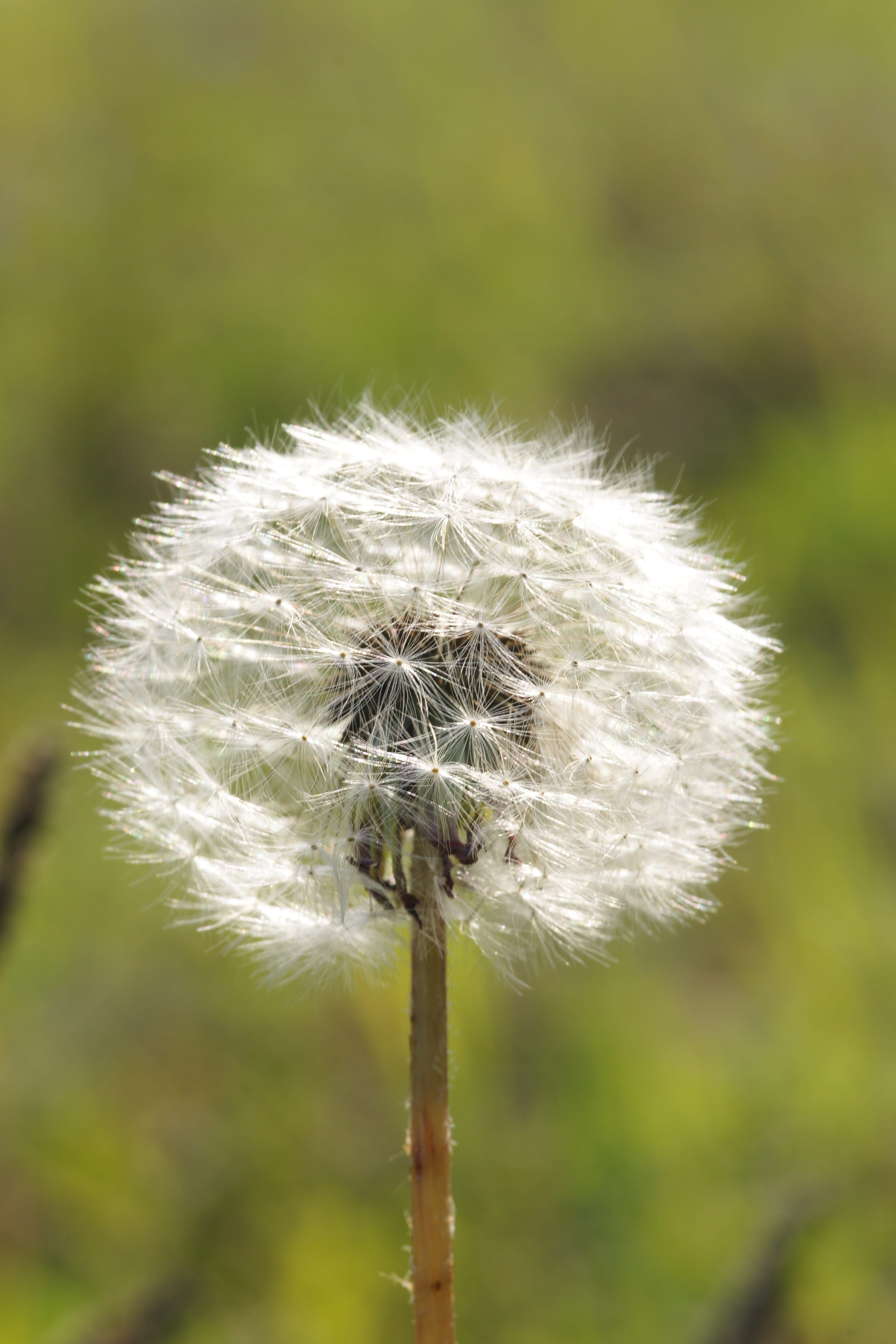 plant stem, day, summer, Meadow, beauty in nature, freshness, Plant, Flower, outdoors, disputes, focus on foreground, no people, inflorescence, fragility, Phone HD Wallpaper