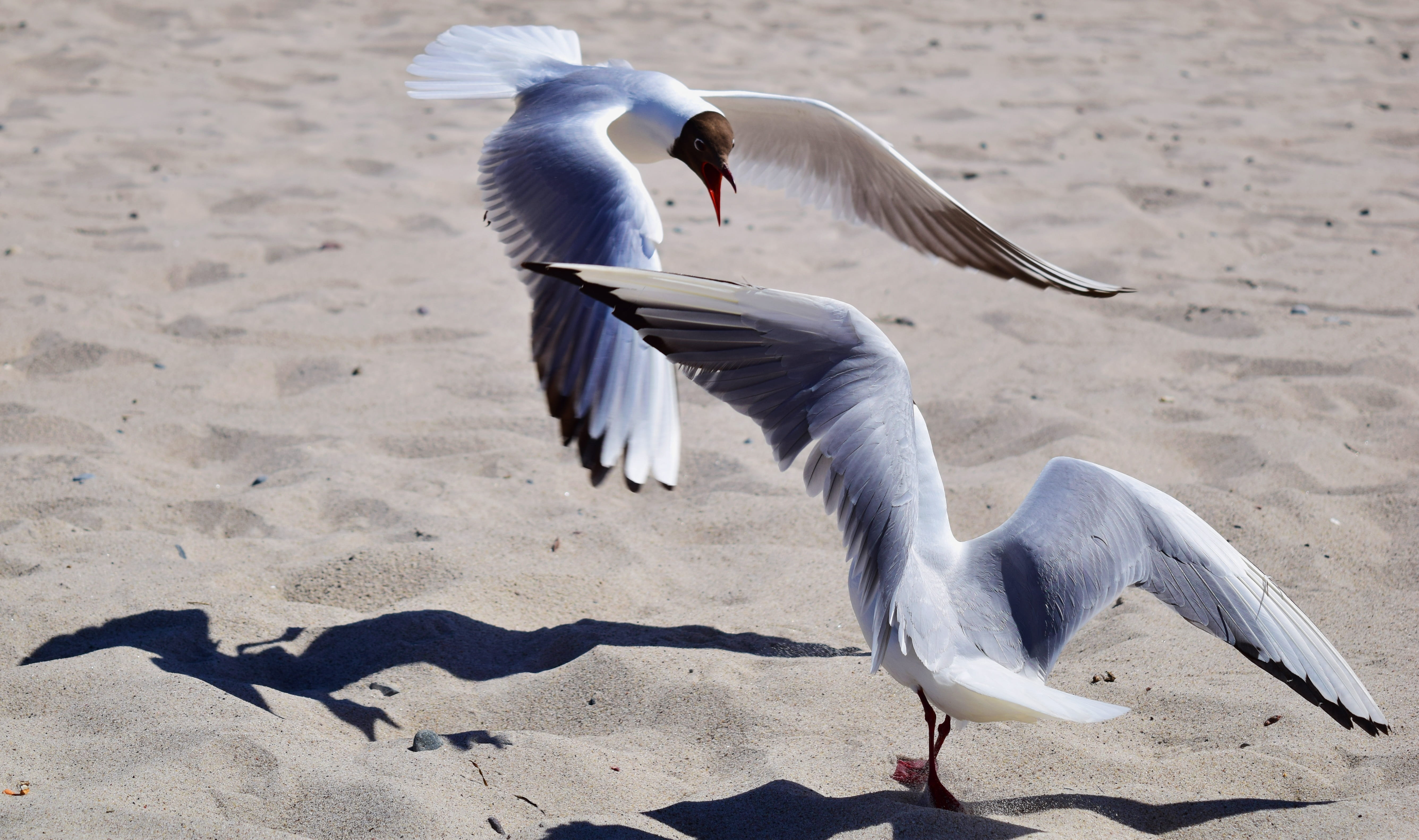 gulls, animals in the wild, flight form, seagull, beach, dierhagen, flying, wing, animal themes, beak, animal wildlife, water, flight, group of animals, HD Wallpaper