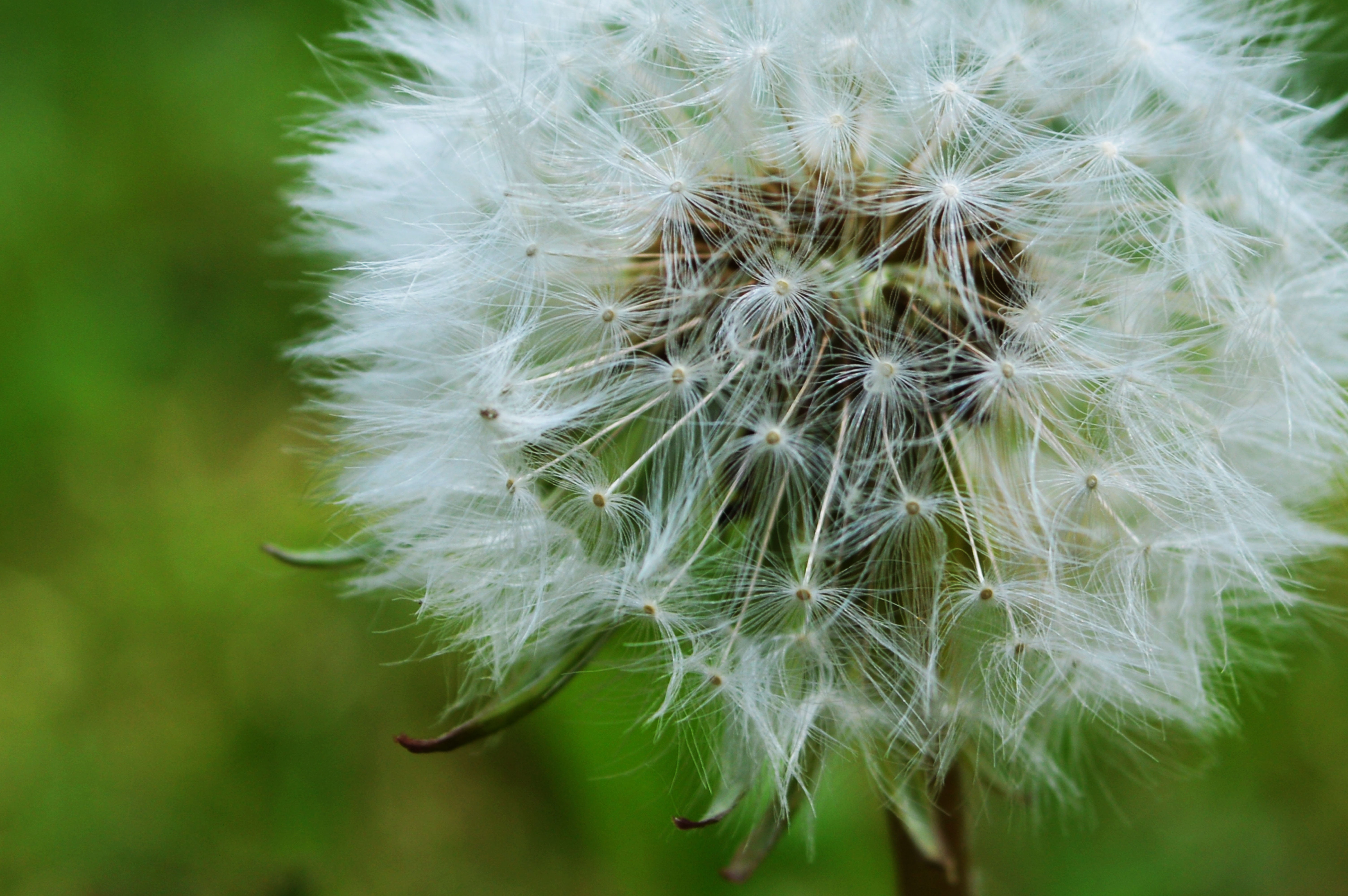 vulnerability, freshness, 5K, plant, no people, disputes, dandelion seed, white color, flower head, beauty in nature, close-up, flower, focus on foreground, HD Wallpaper