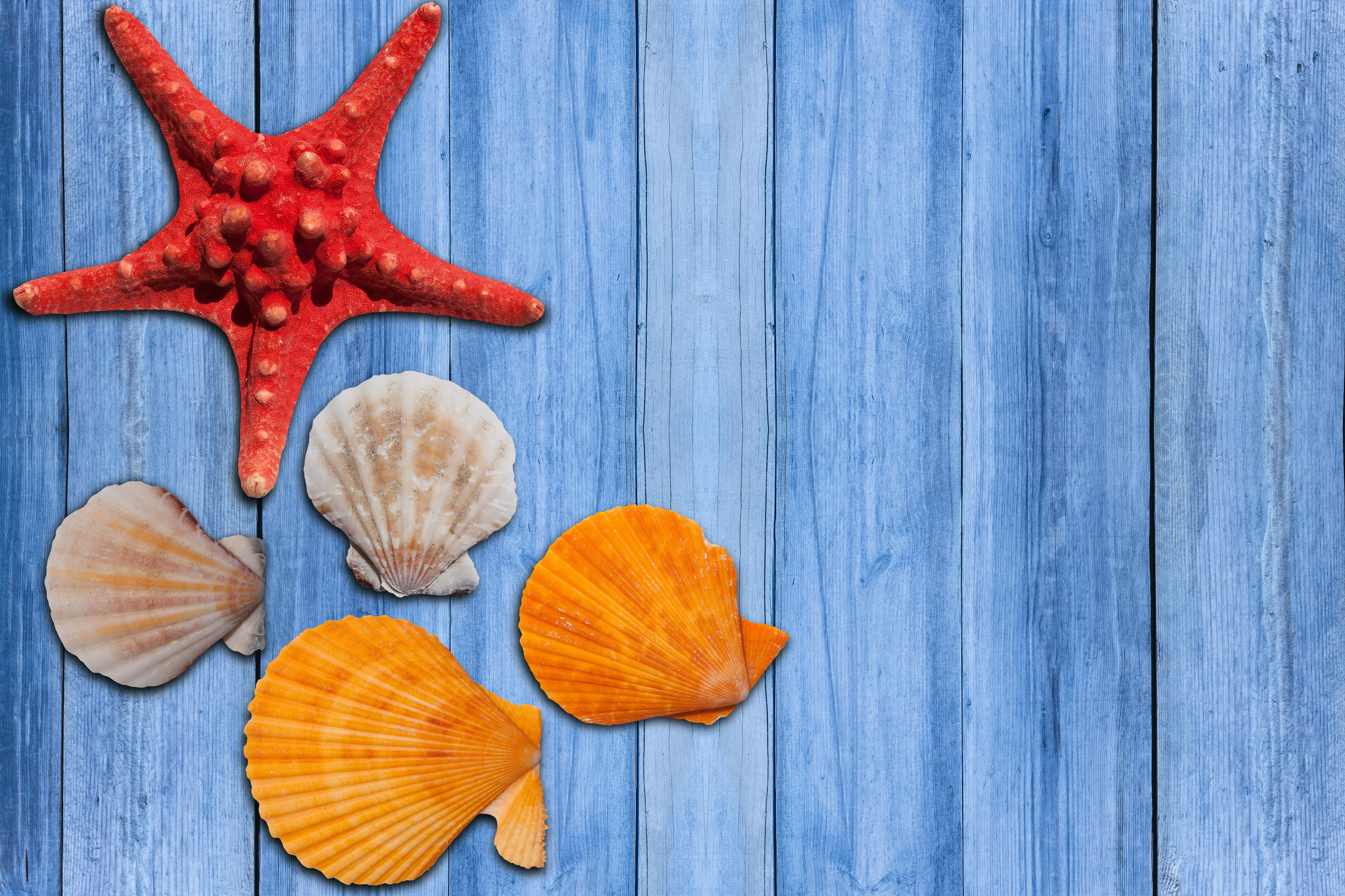 summer party, copy space, sea, sommerfest, Holiday, assorted, shells, relax, close-up, fund, no people, table, orange color, high angle view, star shape, HD Wallpaper