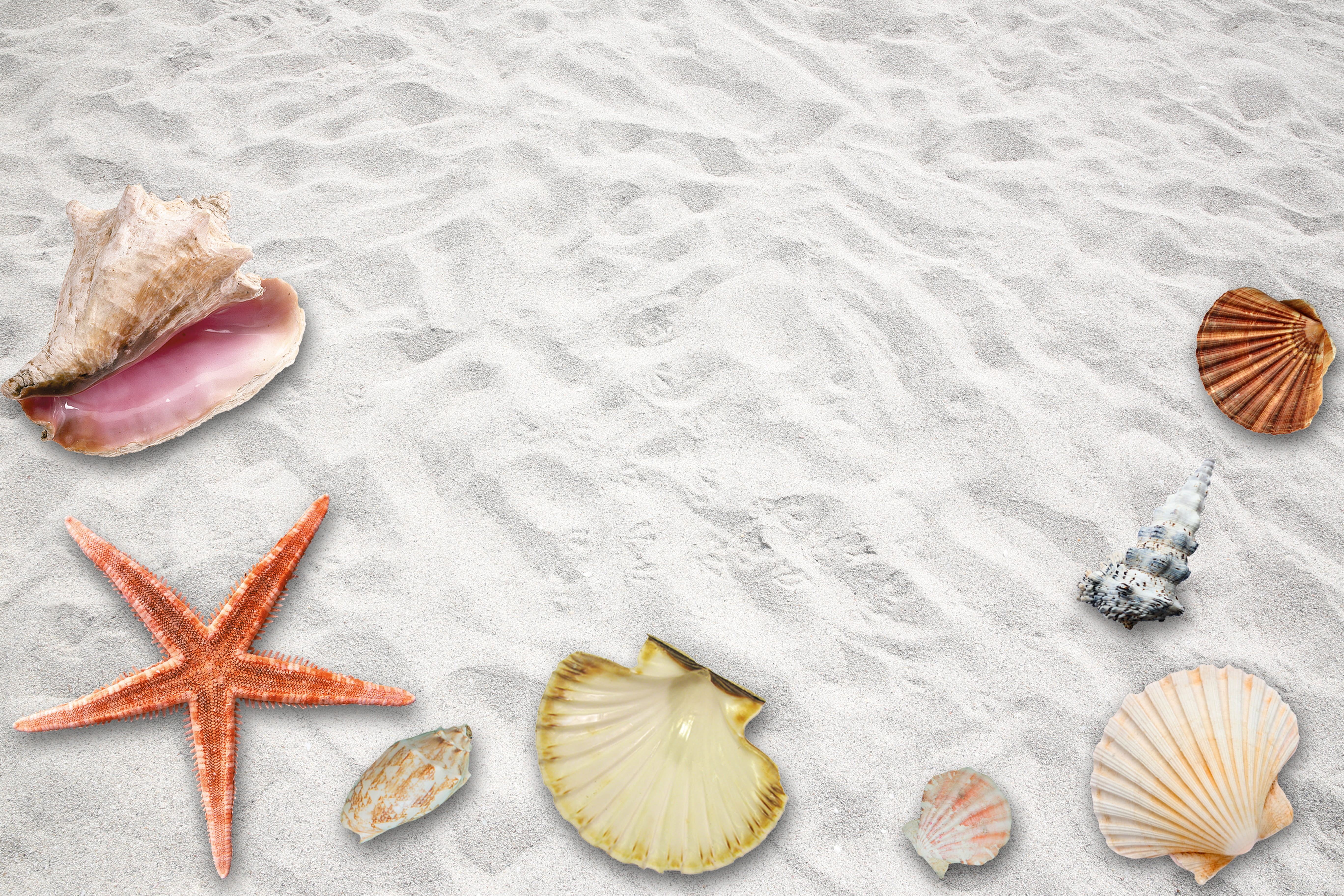 relax, recovery, assorted, animal Shell, animal wildlife, background, white, no People, texture, travel, land, mood, beach, summer party, starfish, sea, HD Wallpaper