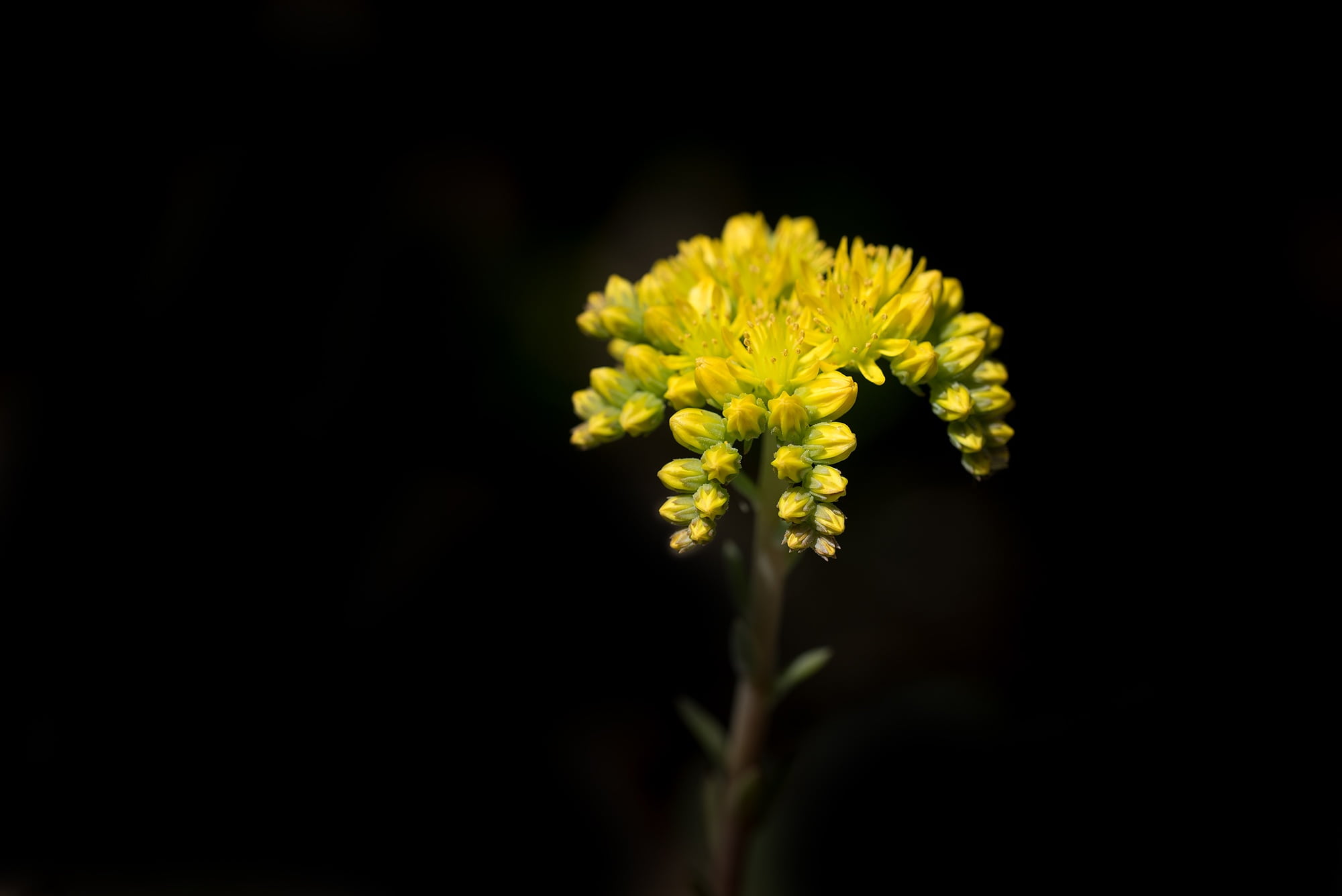 travel madam, in the garden, 1080P, flower head, springtime, petal, flowers, inflorescence, flowers photography, fragility, outdoors, focus, shallow, vulnerability, HD Wallpaper