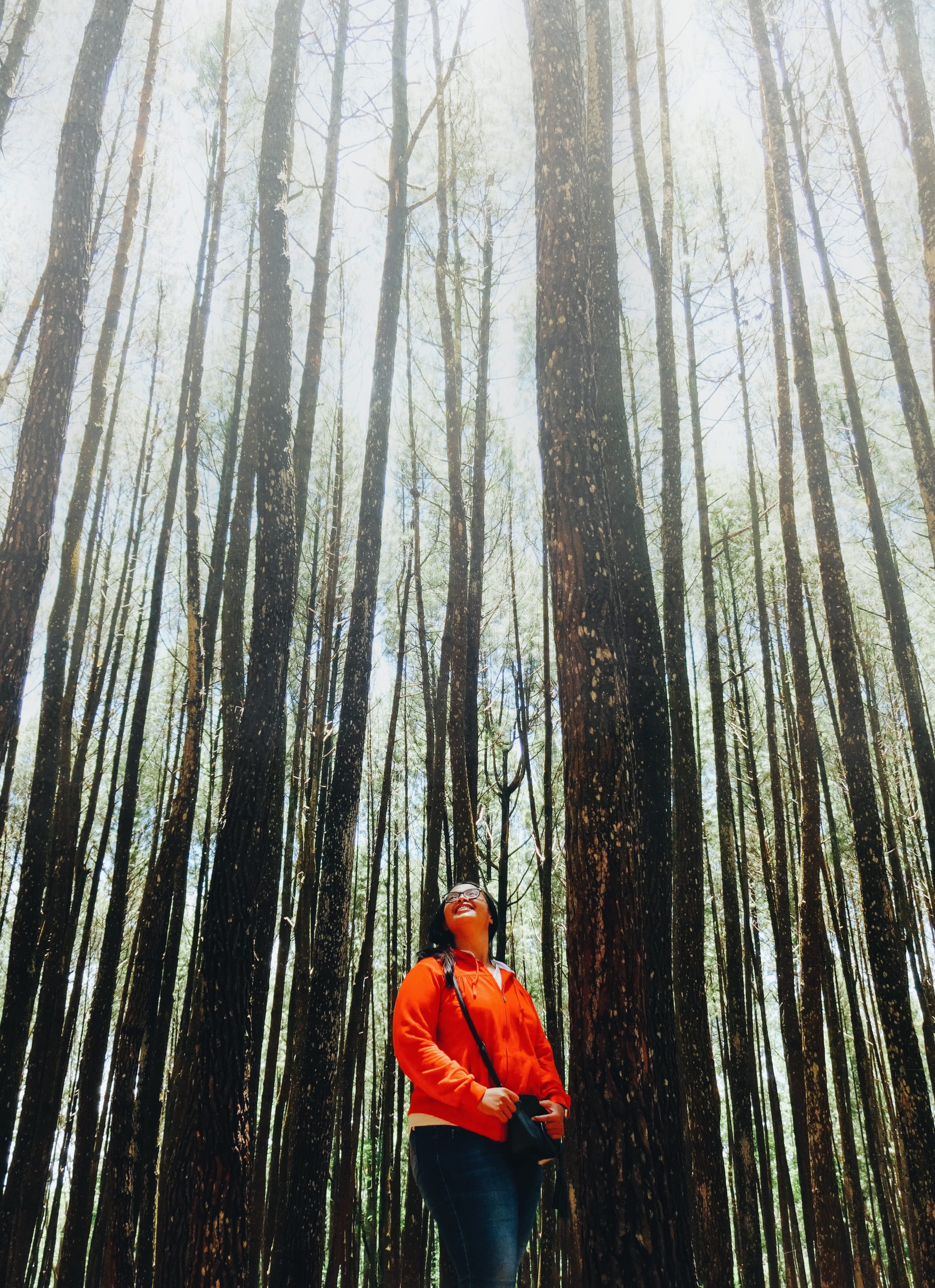 growth, tranquility, indonesia, trunk, hutan pinus mangunan, trees, pines, outdoors, pine, forest, standing, nature, 4K, land, foggy, indonesian woman, Phone HD Wallpaper