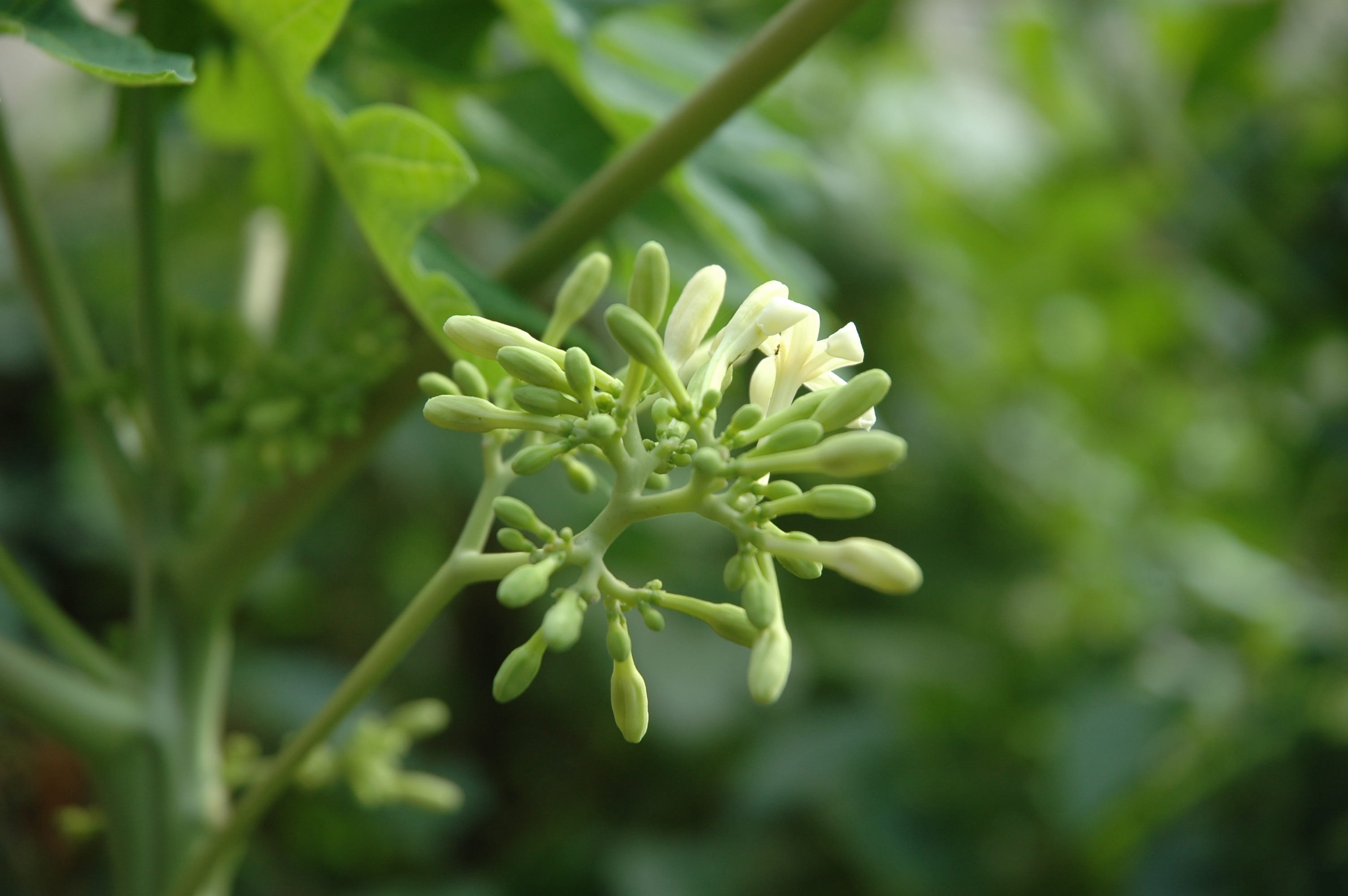 plant, flower, flowering plant, close-up, nature, fragility, pepaya, indonesia, pekanbaru, papaya, fruit, beginnings, flora, tranquility, food, beauty in nature, HD Wallpaper