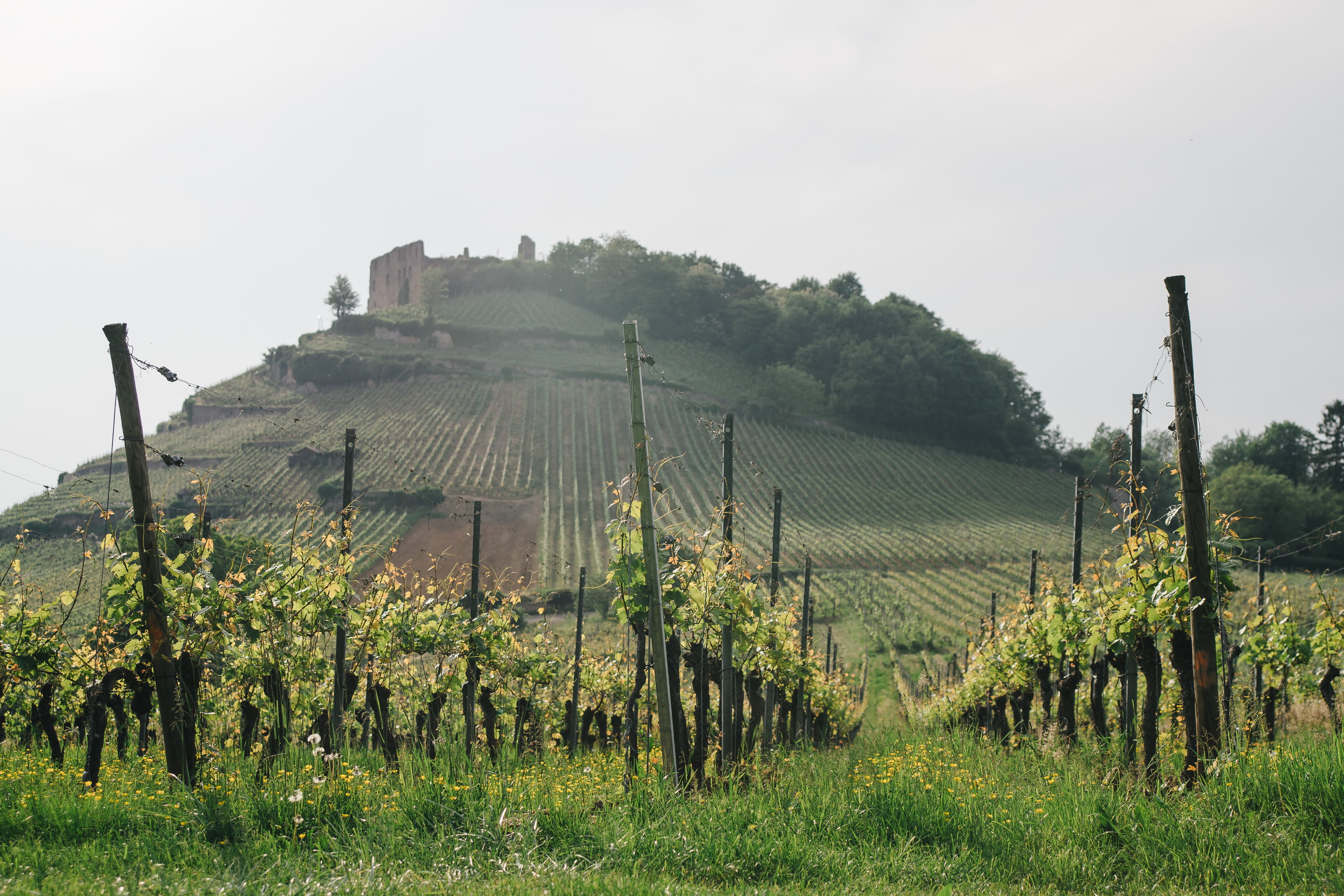 tourism, growth, rural, europe, green, wooden post, hills, hill, vino, outdoor, vacation, 2K, countryside, grapevine, summer, farm, south, outdoors, scenics - nature, HD Wallpaper
