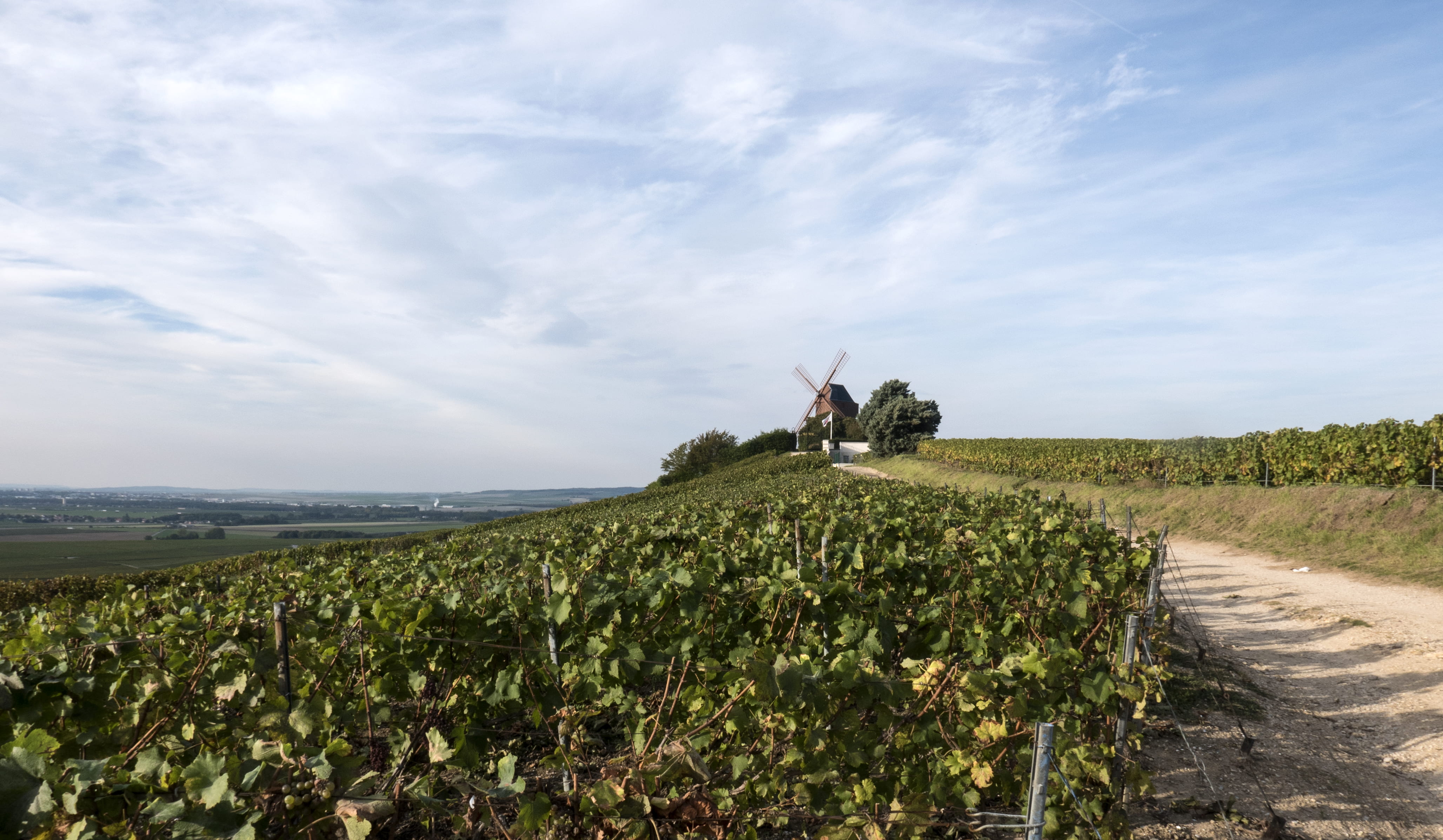 countryside, blue, tranquility, green, cloudy, farmer, sky, growth, leisure activity, cloud - sky, vino, track, champagne, 4K, vigne, nature, vines, landscape, HD Wallpaper