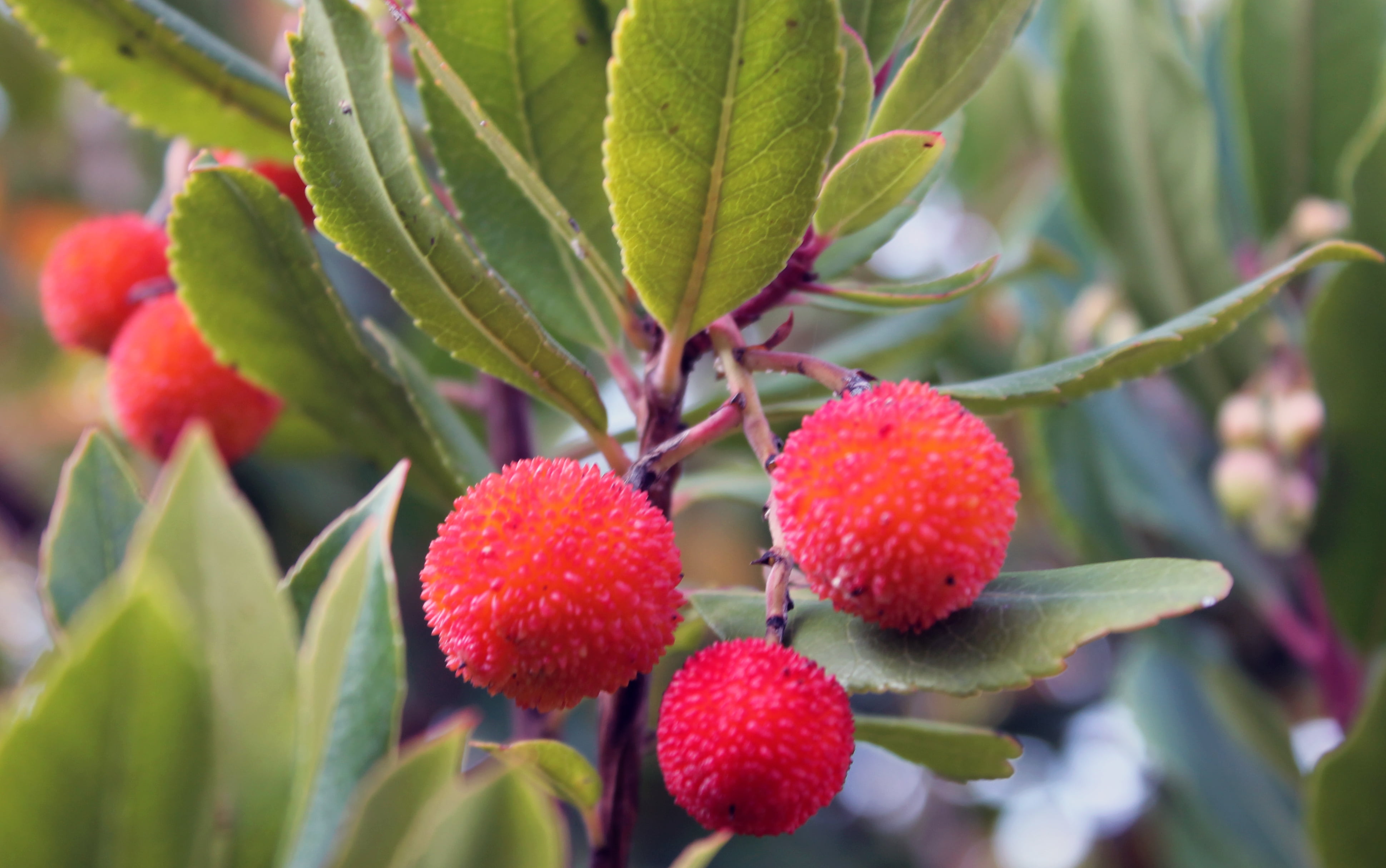 ripe, nature, pianta, teramo, 4K, farben, raccolta, wein, flora, round, close, vino, prosecco, color, leaf, arbutus, food, foglia, organic, terrazzo, fruits, HD Wallpaper