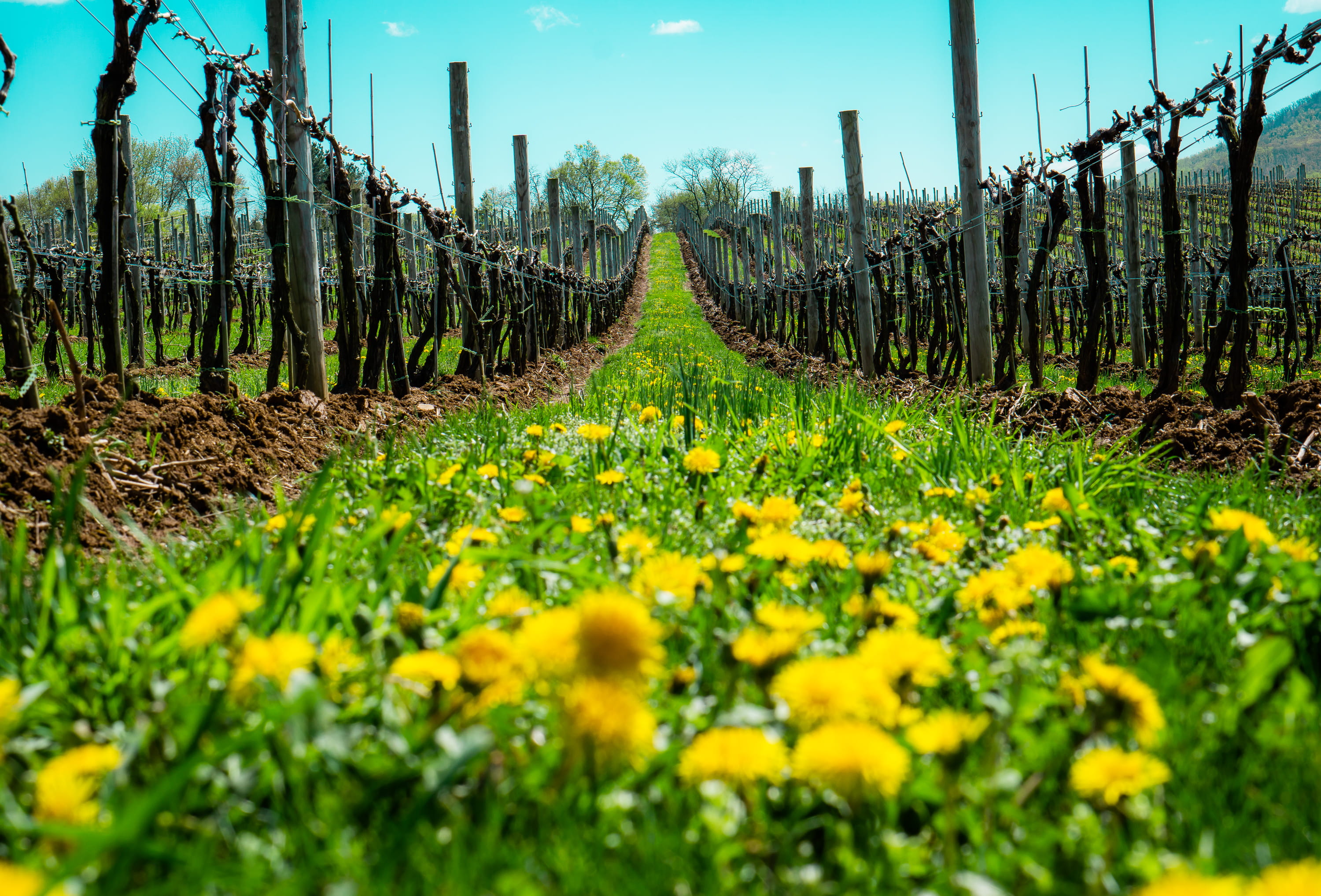 land, blossom, beauty in nature, rural scene, plant, big vineyards, scenics - nature, winery, building, landscape, garden, countryside, flowering plant, HD Wallpaper