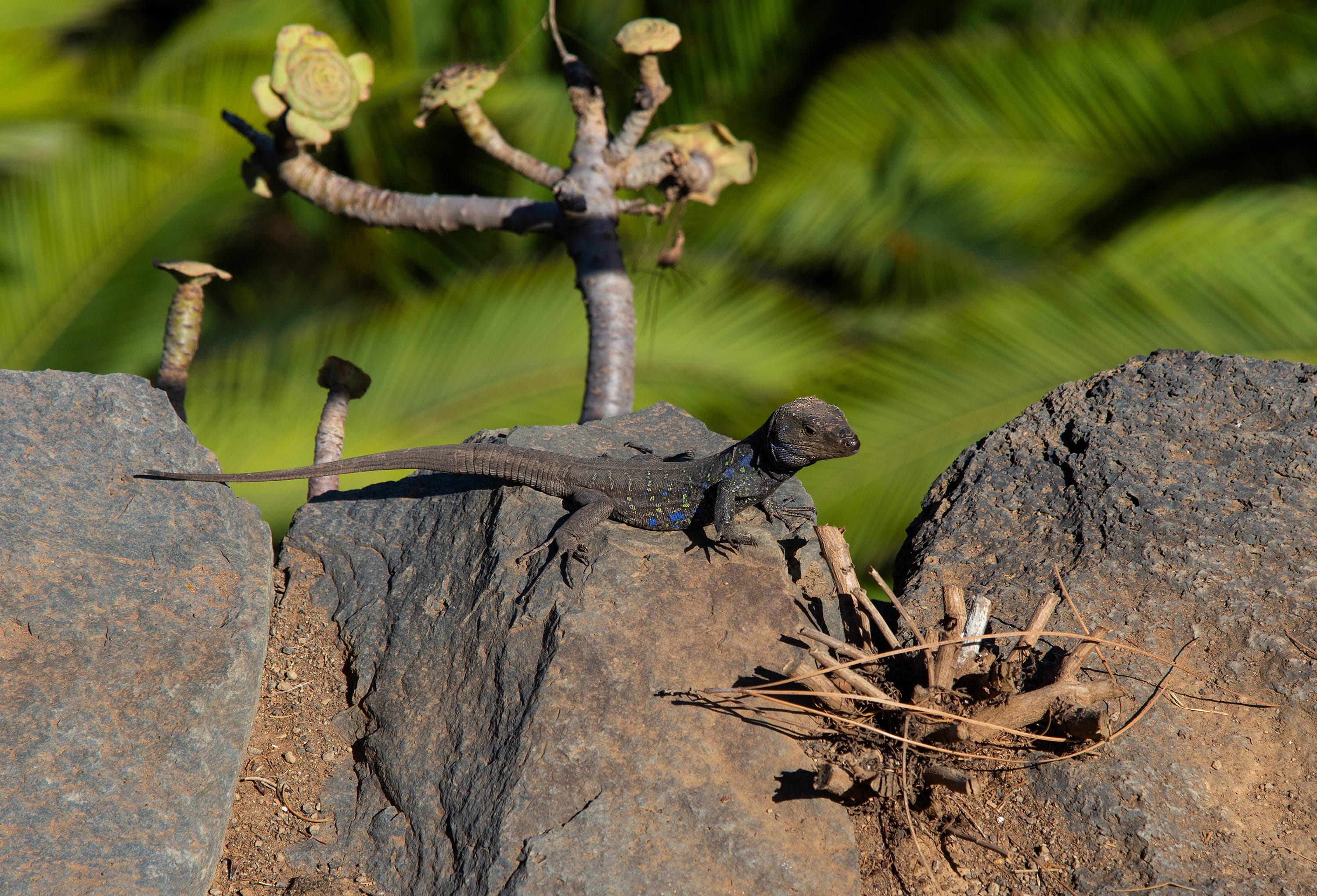 animal wildlife, solid, focus on foreground, tenerife, tree, day, rock - object, animals in the wild, tree trunk, nature, rock, plant, spain, animal themes, HD Wallpaper