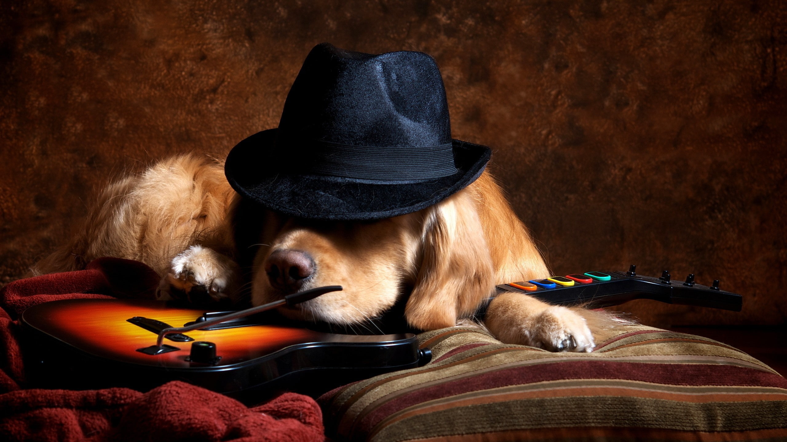 2K, guitar, Guitar Hero, hat, animals, golden retrievers, dog, video games, HD Wallpaper