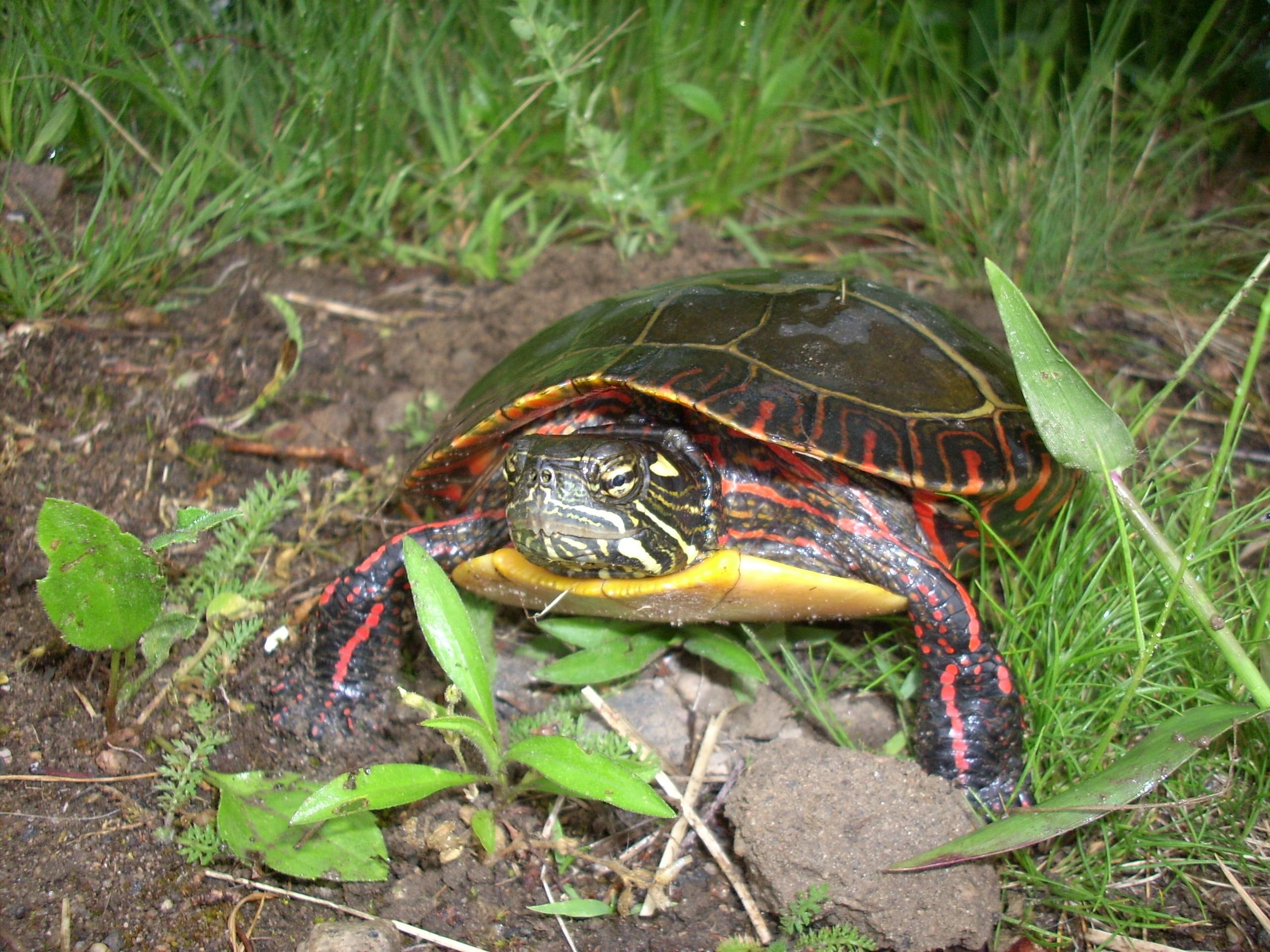 dweller, swamp, black, tortoise, animals, turtle, painter, red, 2K, colorful, HD Wallpaper